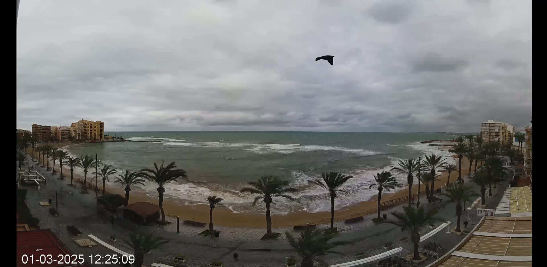 A bird flies over a beach with palm trees and buildings in the background under a cloudy sky with choppy waves.
