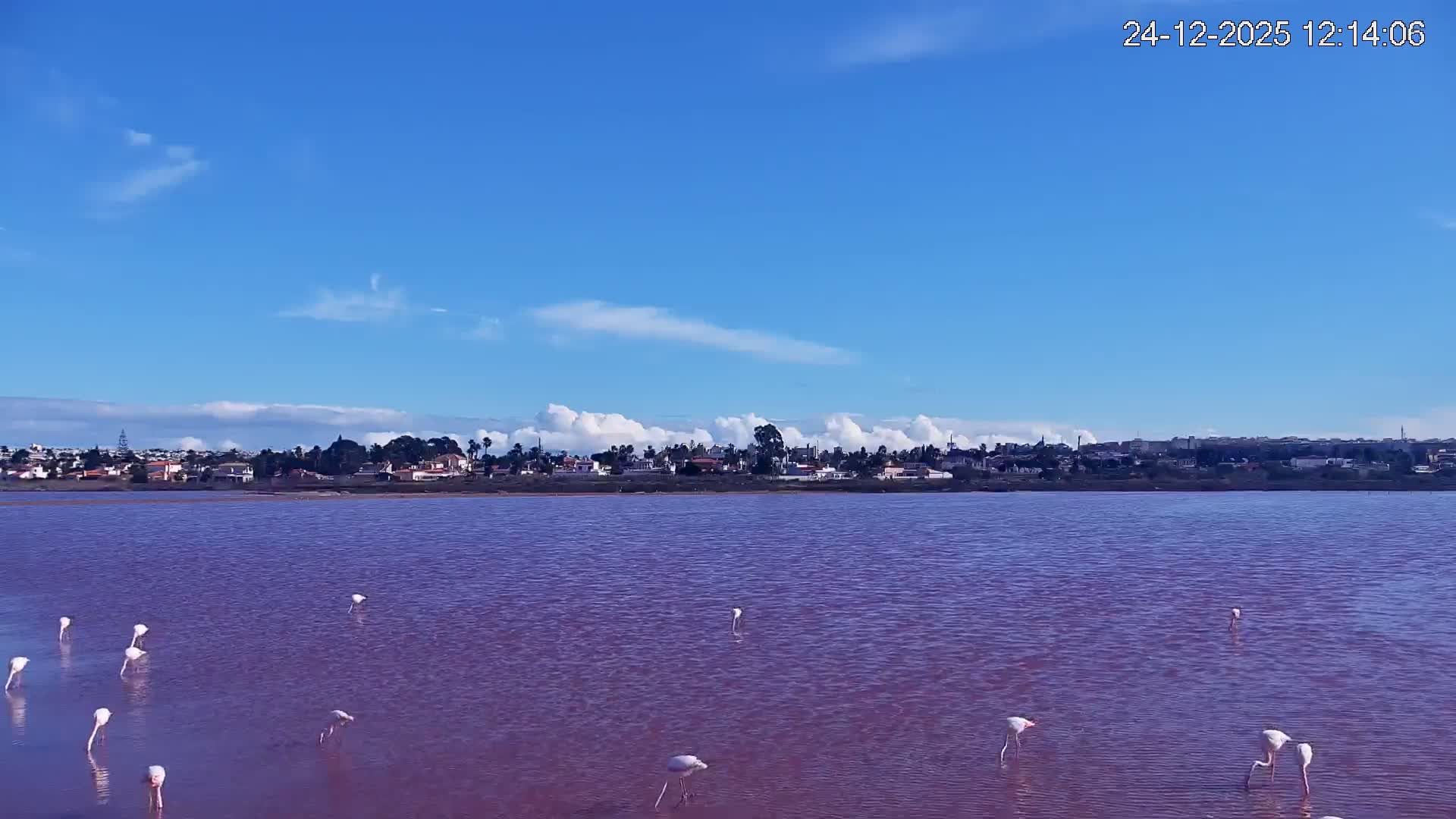 Torrevieja Rosa Lake (Lago Rosa) Live Cam - Torrevieja, Alicante, Valencia, Spain