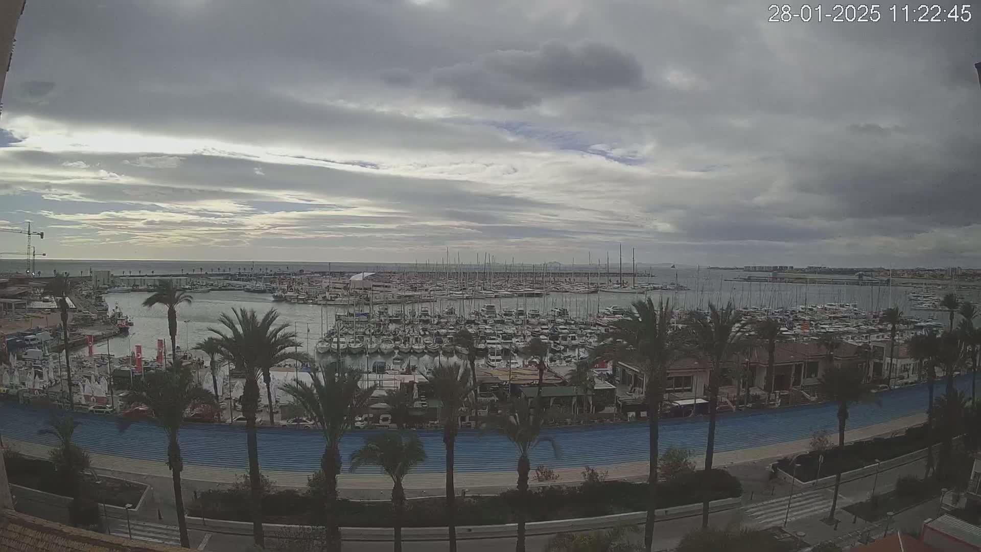 A harbor filled with numerous boats is viewed from above on an overcast day, with palm trees lining a walkway in the foreground.