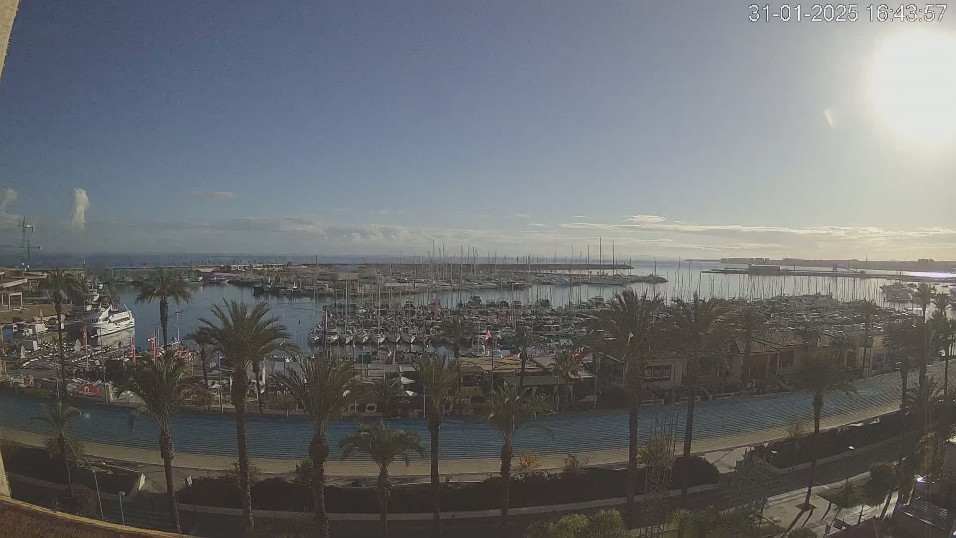 A marina filled with numerous boats is situated under a clear, sunny sky, bordered by palm trees and a paved walkway.