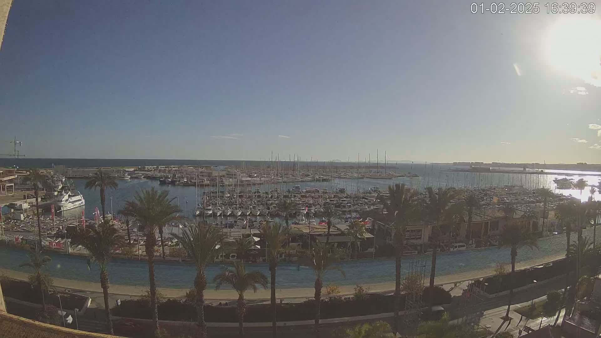 A large marina filled with many boats is seen from an elevated viewpoint on a sunny day, with palm trees lining a paved walkway in the foreground.