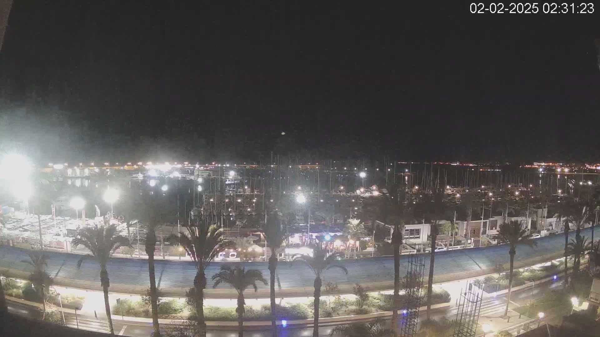 A nighttime view of a marina filled with boats, lined with palm trees and bordered by a roadway under a clear, dark sky.