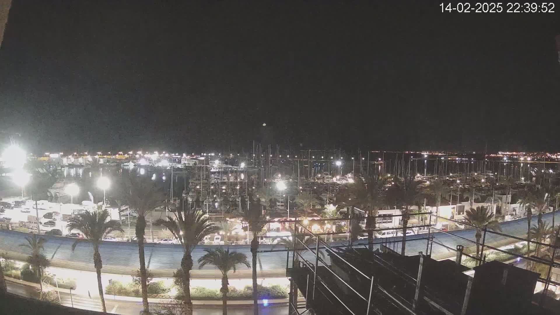 A nighttime view of a marina filled with boats, illuminated by lights, with palm trees lining a nearby roadway under a clear, dark sky.