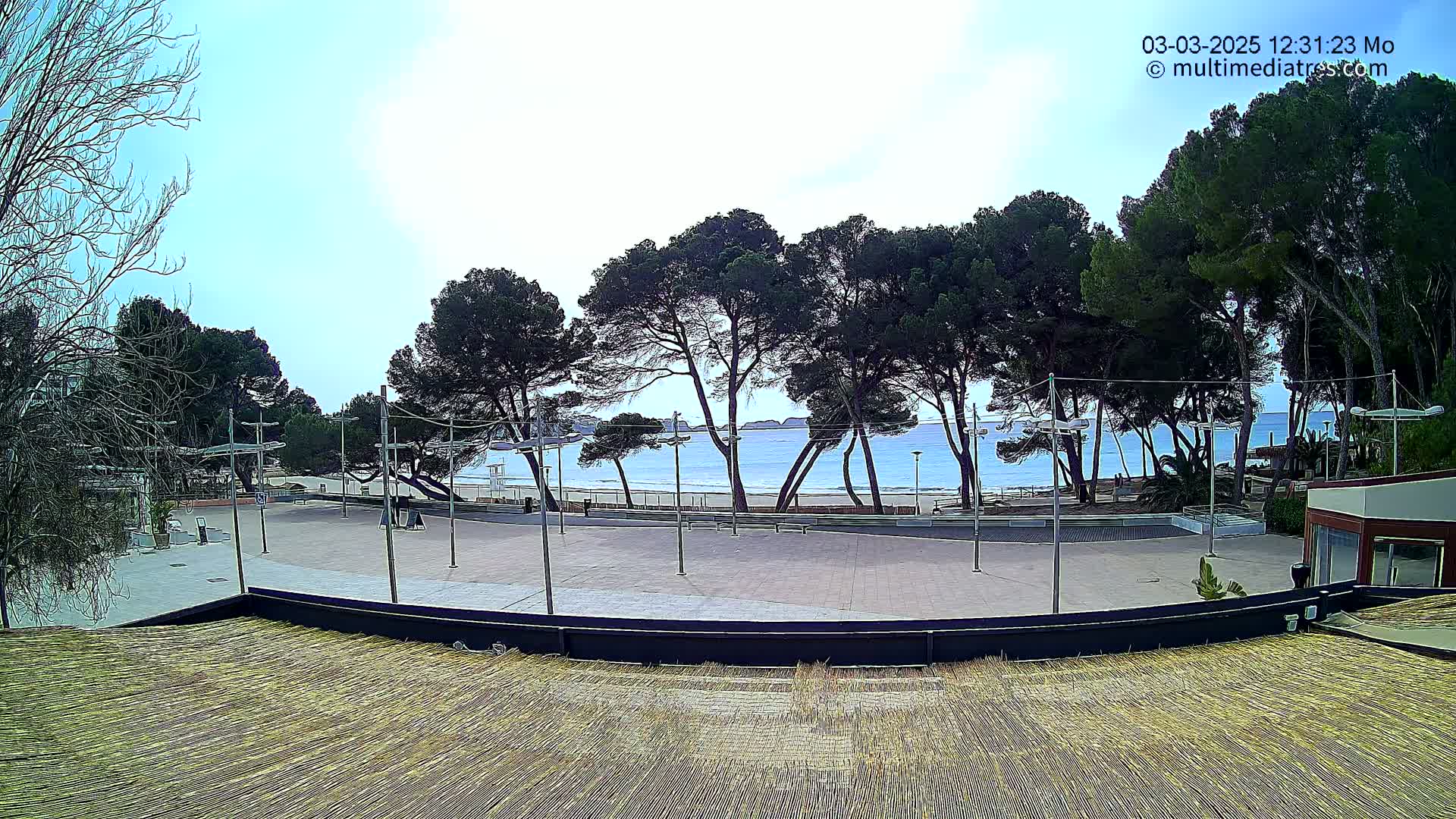 A paved plaza with a beach and calm ocean visible beyond a row of pine trees under a mostly clear sky.