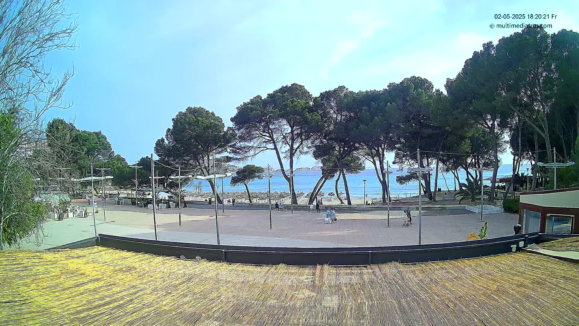 A paved plaza with a few people, lined with tall pine trees, overlooks a calm blue ocean on a sunny day.