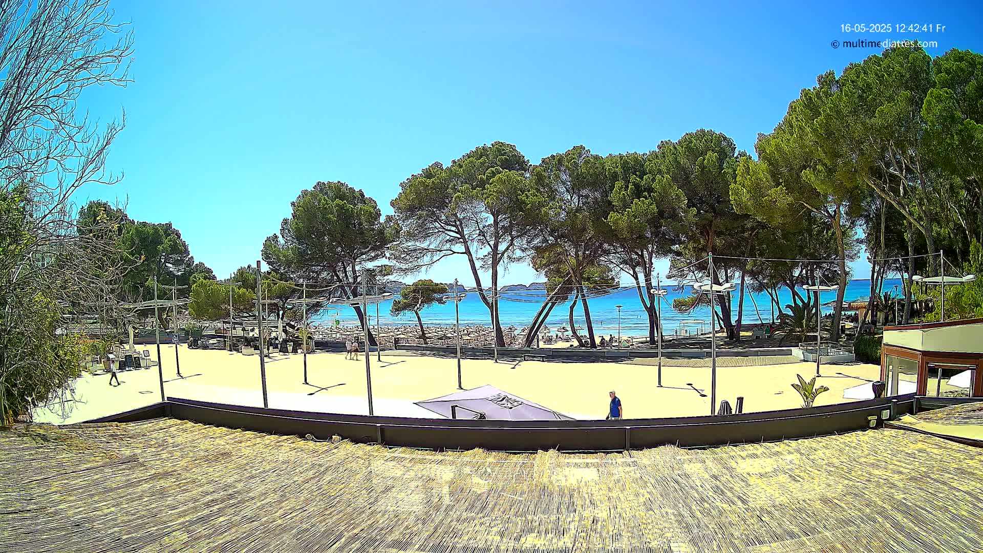 A sandy beach area with several people, shaded by tall pine trees, overlooks a calm, blue ocean under a clear, sunny sky.