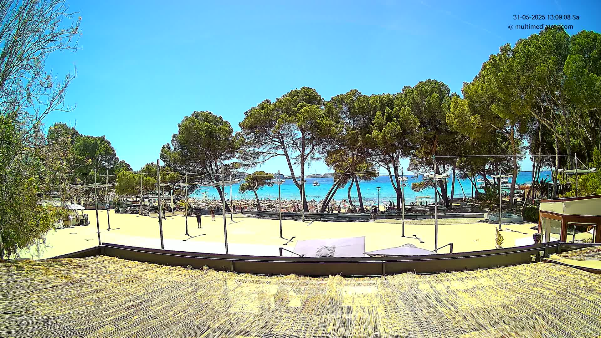A sandy beach area with many people and beach umbrellas is visible beyond a row of pine trees under a clear blue sky.