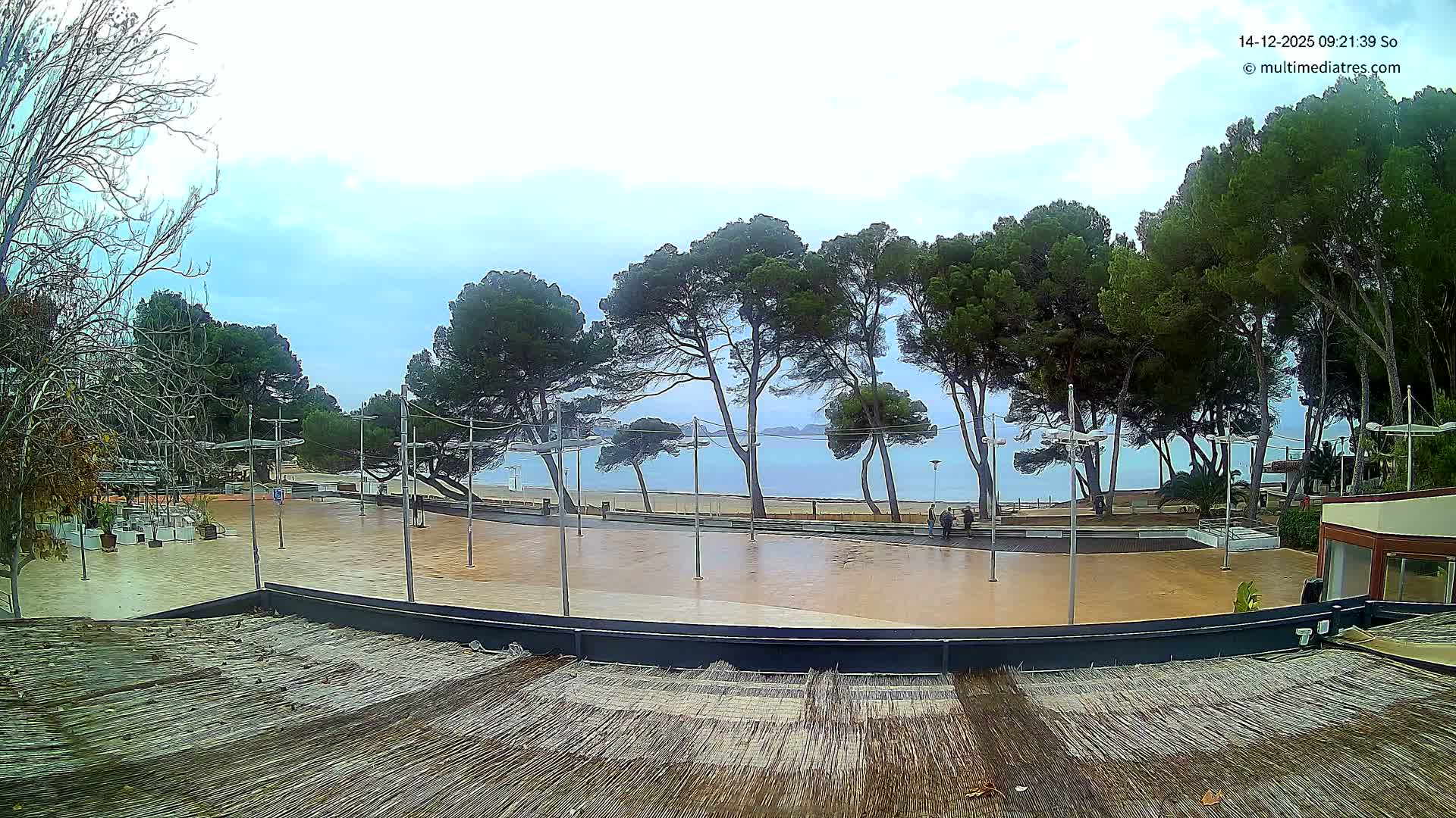 A sunny day with a clear blue sky and scattered white clouds reveals a beach scene featuring a sandy shore lined with numerous pine trees, a vibrant blue ocean with gentle waves, and a paved area in the foreground where a person walks.
