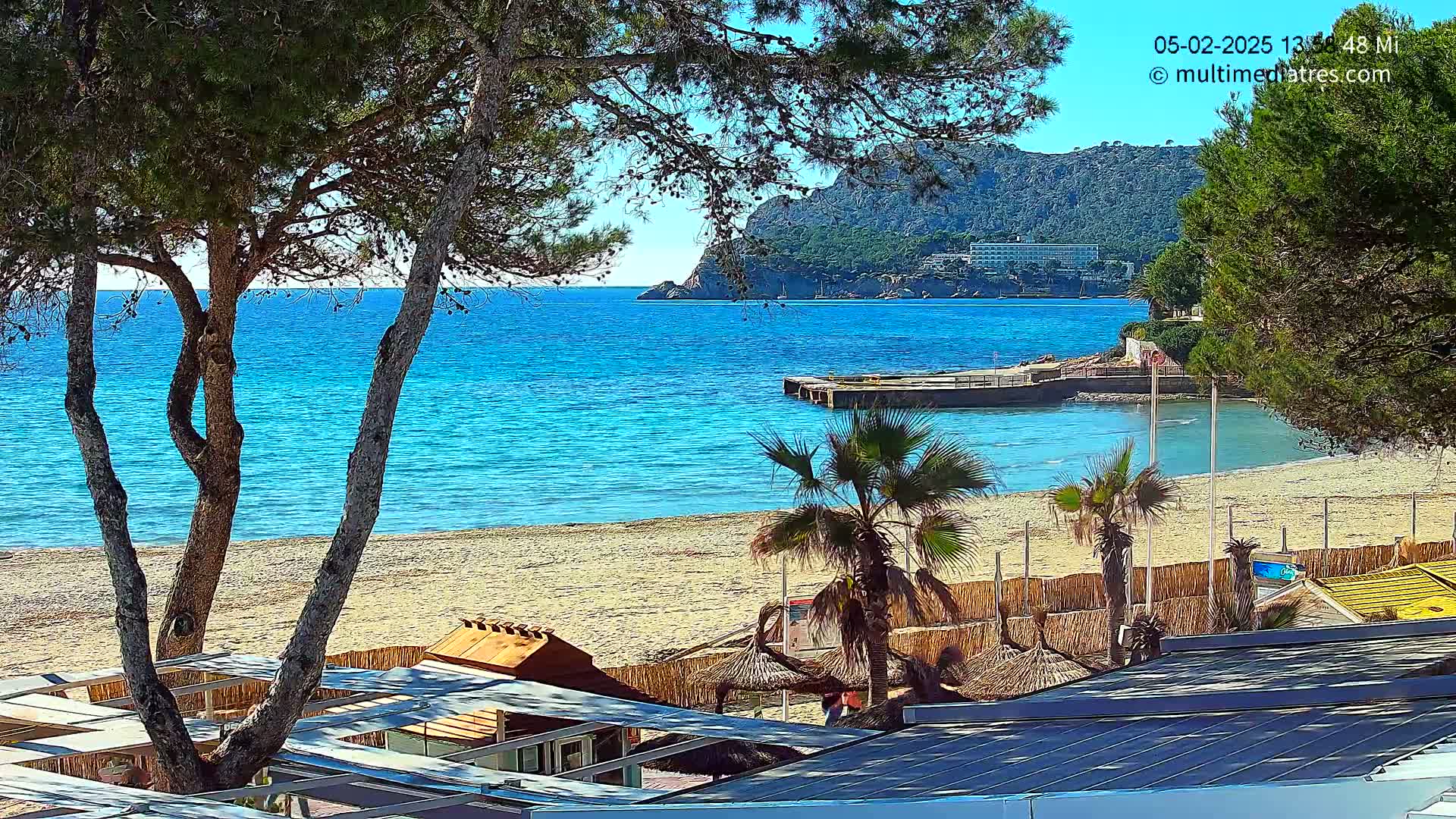 A sandy beach with turquoise water, palm trees, and buildings is seen from behind a line of pine trees on a sunny day.