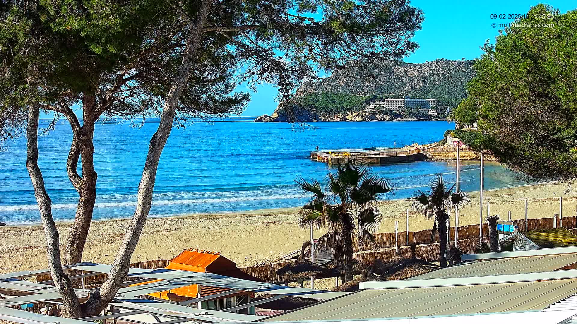 A sandy beach with calm, blue water, framed by pine trees and palm trees under a sunny sky.