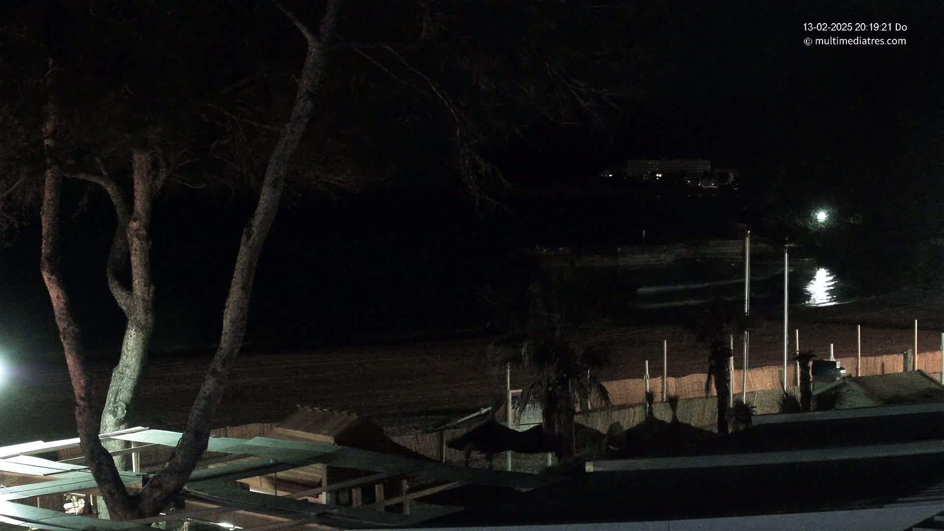 A nighttime view of a dark beach with calm water, palm trees, and a large tree in the foreground, under a clear, moonlit sky.