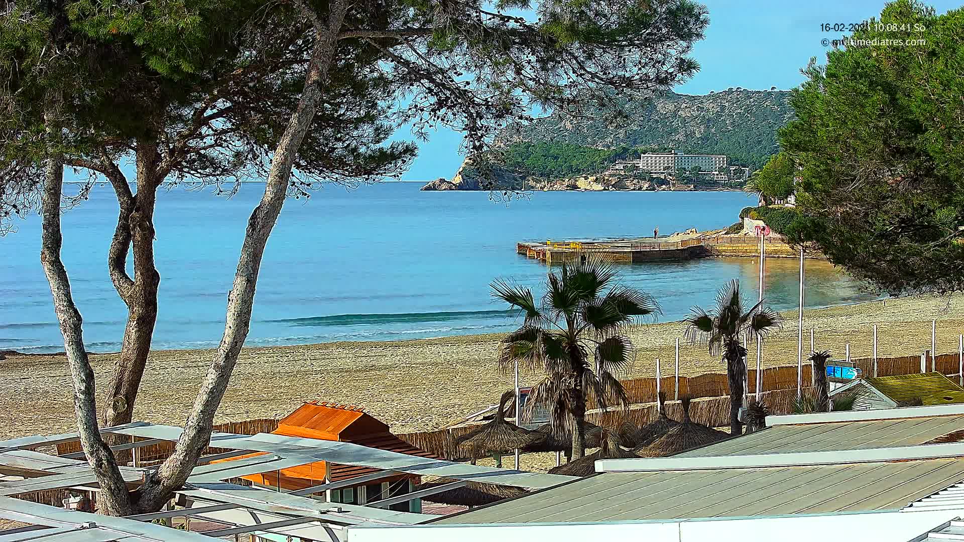 A sandy beach with calm, blue water is partially visible through the branches of pine trees, palm trees, and beach umbrellas, with a distant hotel and hills in the background under a clear sky.