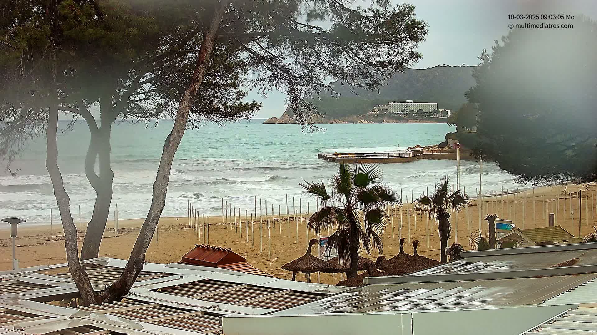 A sandy beach with moderate waves and palm trees is seen through the branches of pine trees on an overcast day.