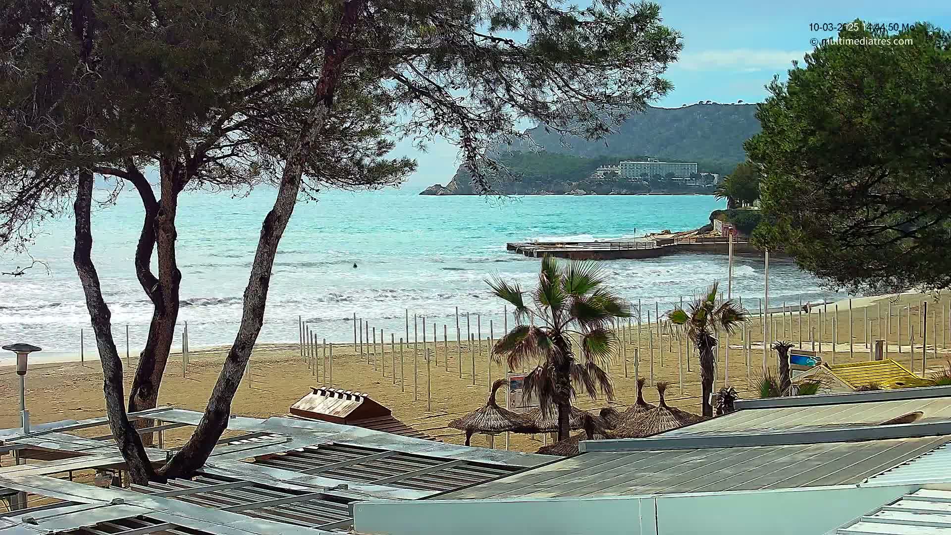 A sandy beach with small waves and a few palm trees is partially visible through the branches of several pine trees, with a calm turquoise ocean and distant hills in the background.