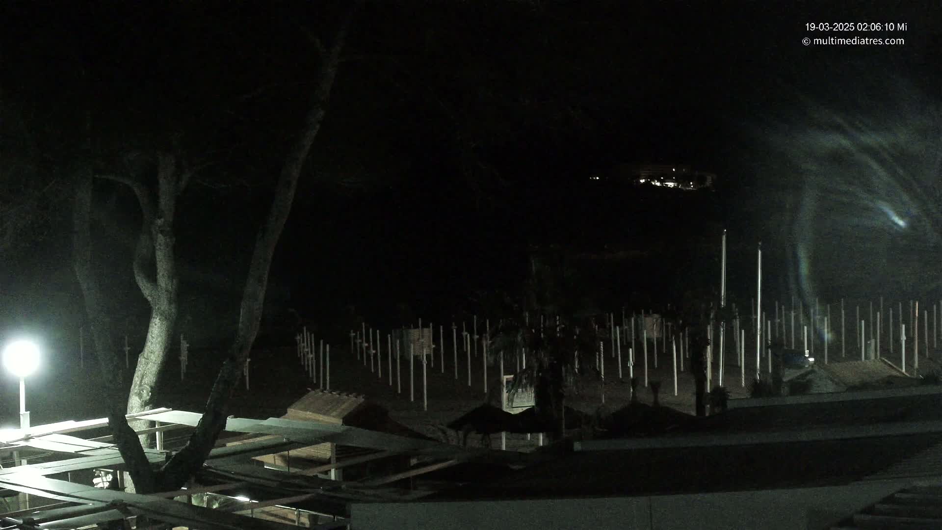 At night, a large tree stands beside a beach at low tide, where numerous poles stand in the sand under a dark, clear sky.