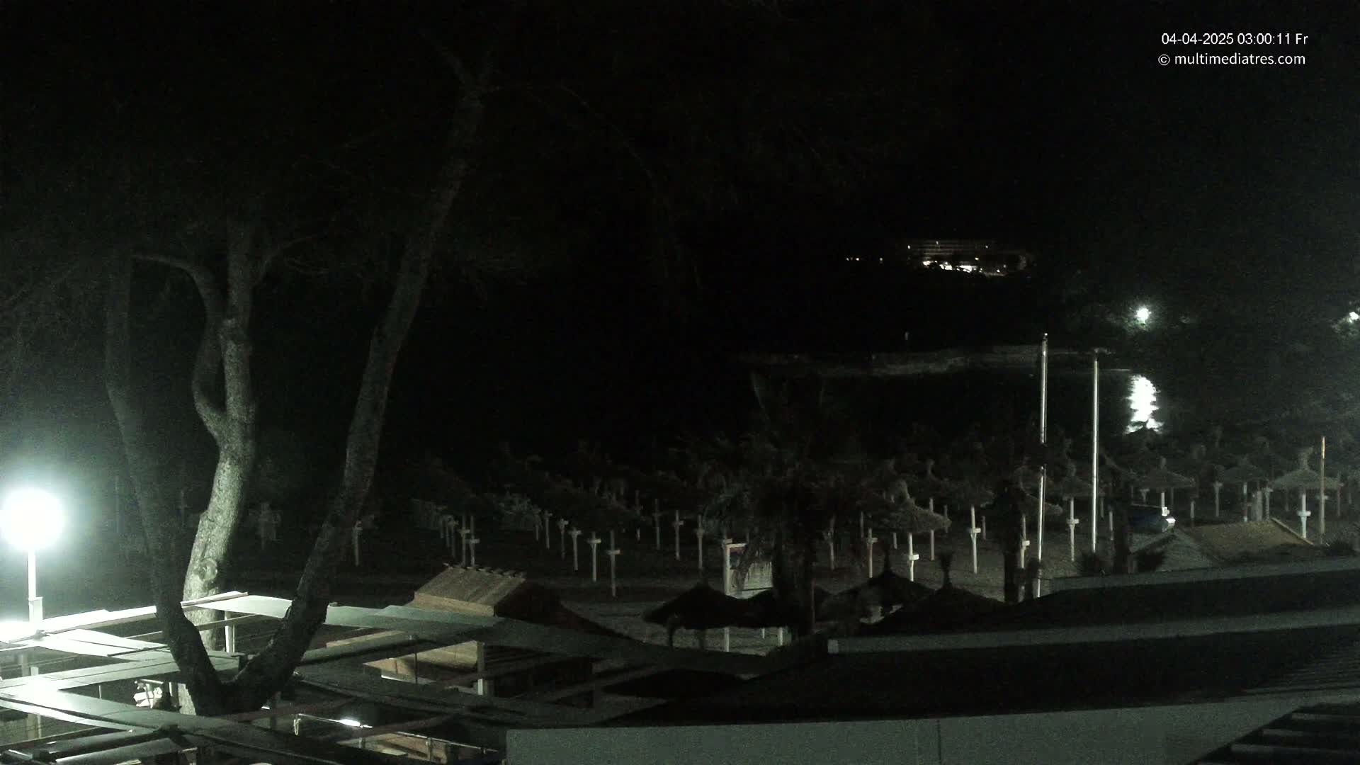 A nighttime view of a beach with numerous closed umbrellas and a large tree in the foreground, illuminated by artificial light.