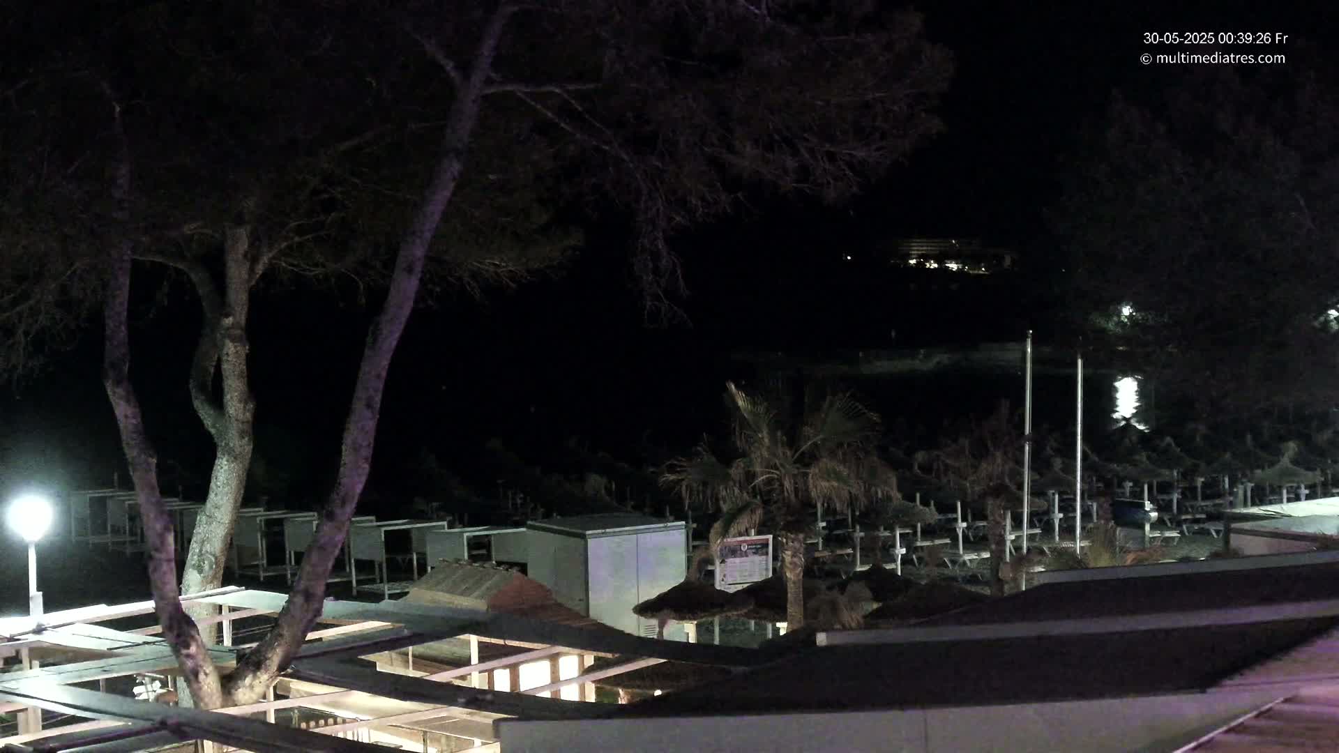 A nighttime view of a beach with rows of closed beach umbrellas, palm trees, and a large tree in the foreground under a clear, dark sky.