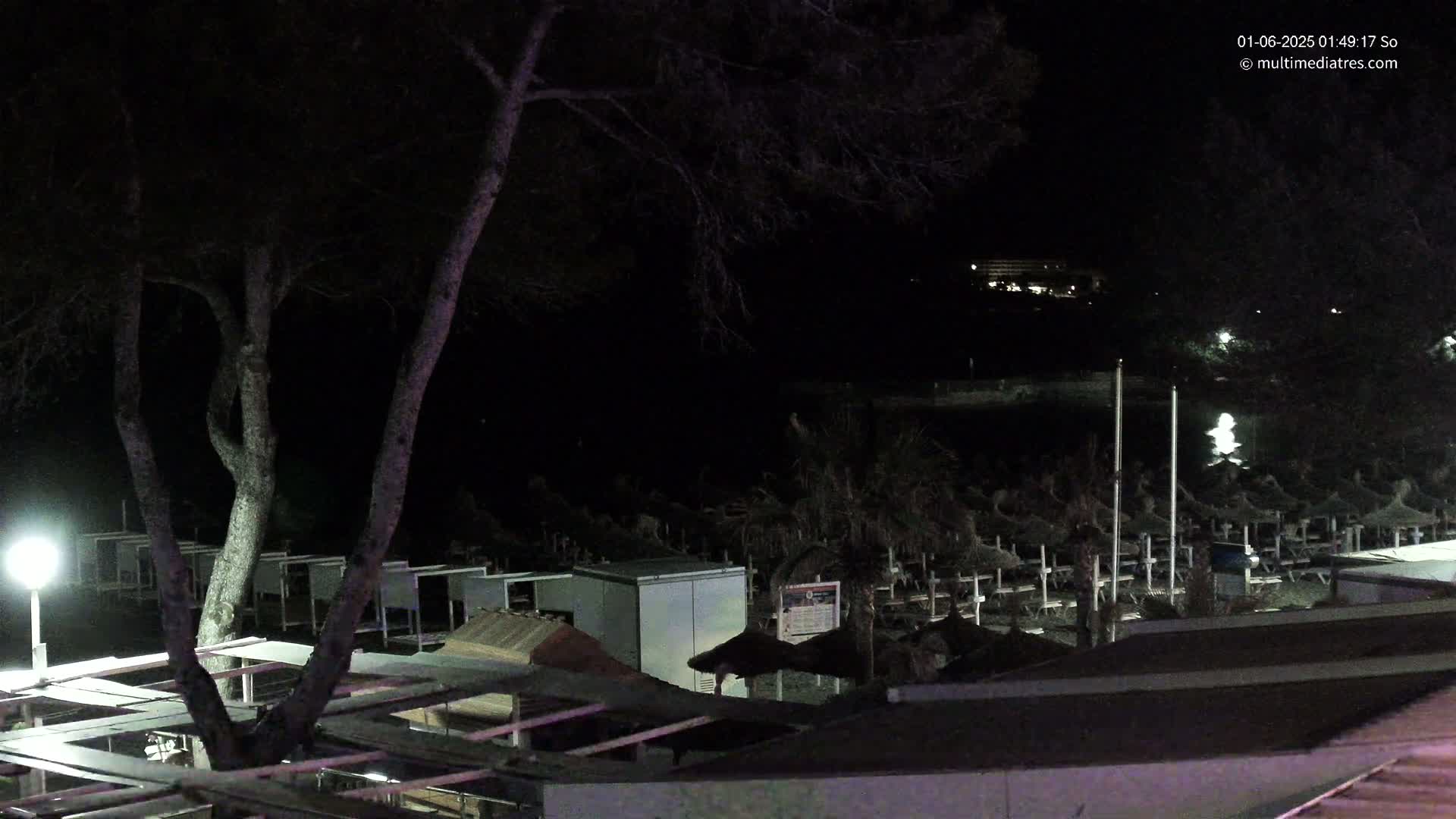 A nighttime view of a beach with numerous closed beach umbrellas and a tree illuminated by a lamp.