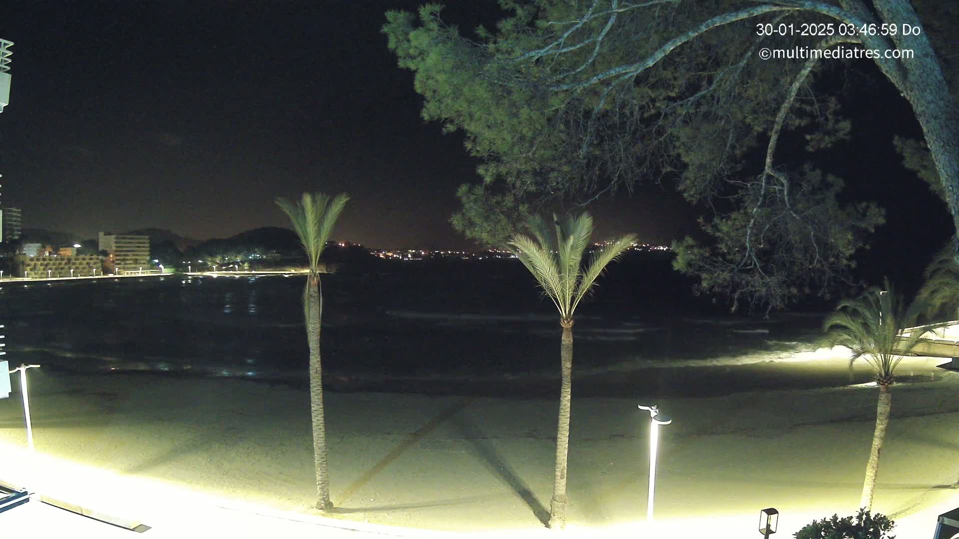 A nighttime view of a sandy beach with gently lapping waves, illuminated by lights, with palm trees and a pine tree in the foreground and distant city lights visible across the water.