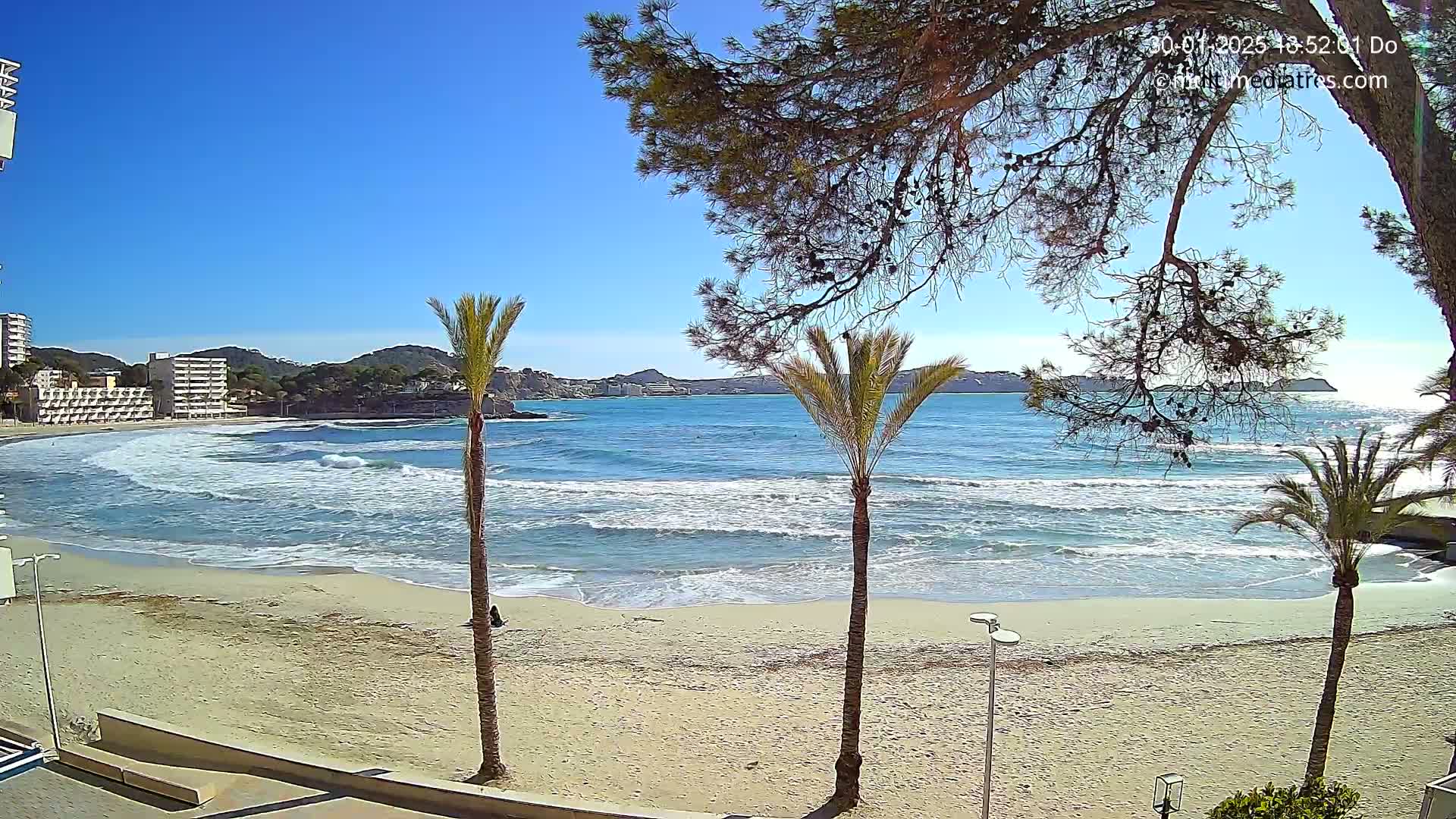 A sandy beach with moderate waves under a clear blue sky is viewed from behind several palm trees and a partially visible pine tree, with buildings and hills visible in the background.