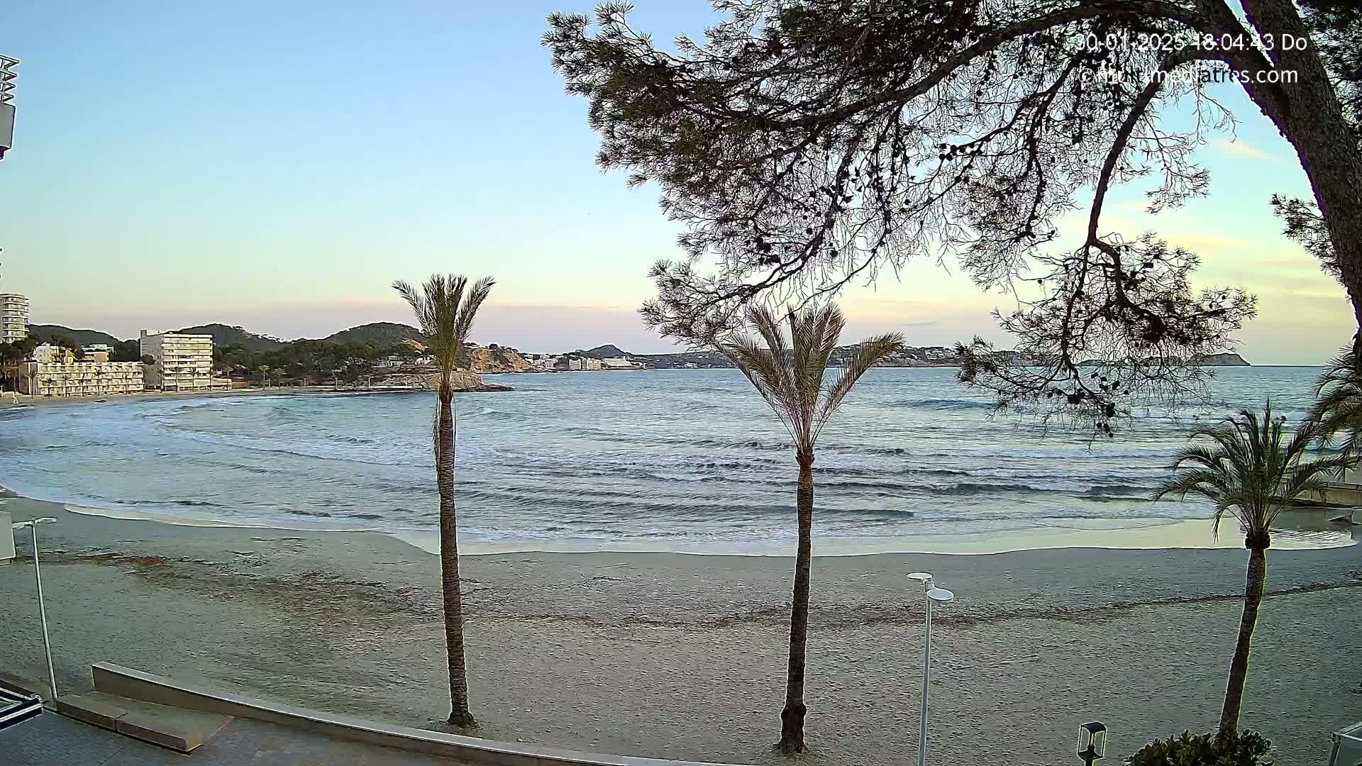A sandy beach with gentle waves laps the shore under a clear, twilight sky, framed by palm trees and partially obscured by the branches of a pine tree.