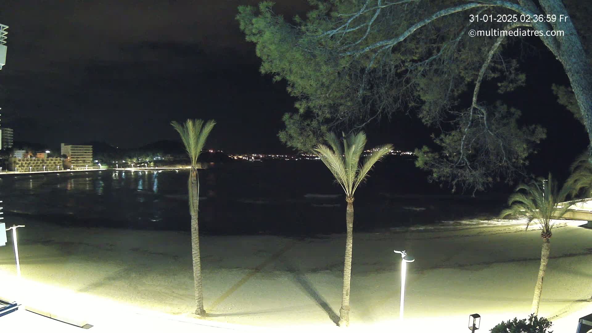 A nighttime beach scene shows a calm, dark body of water reflecting lights from buildings across the shore, with three palm trees and a large pine tree in the foreground.