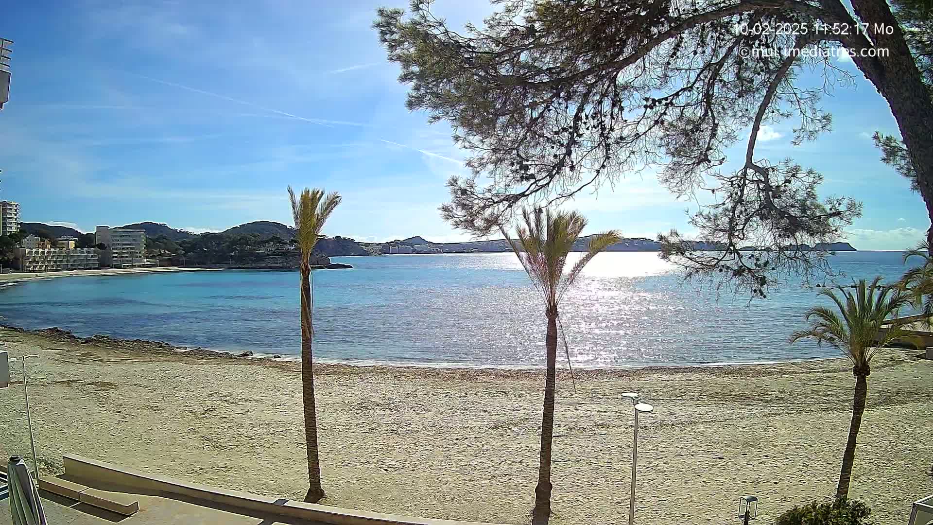 A sandy beach with palm trees and turquoise water under a clear, sunny sky is seen from behind a partially obscuring pine tree.