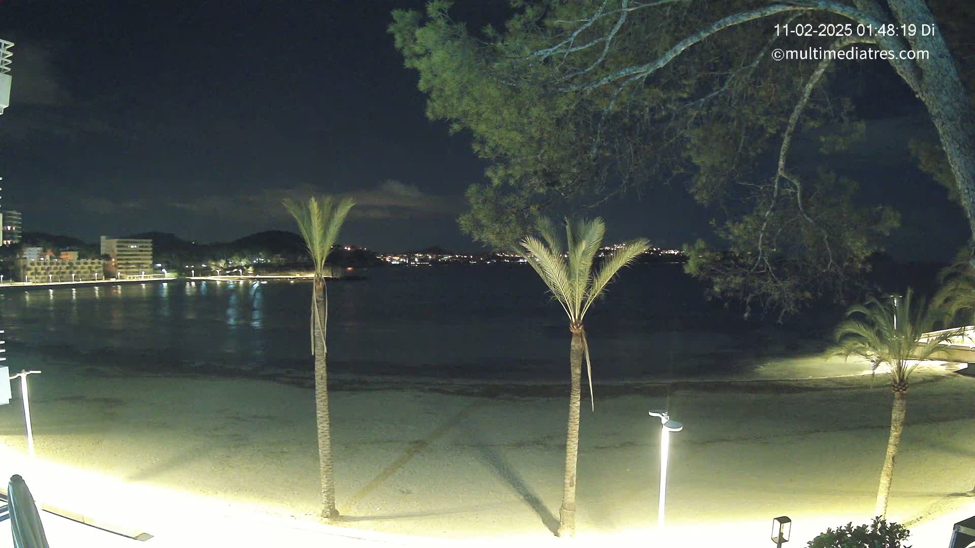 A nighttime view of a calm beach with palm trees and distant city lights under a clear, dark sky.
