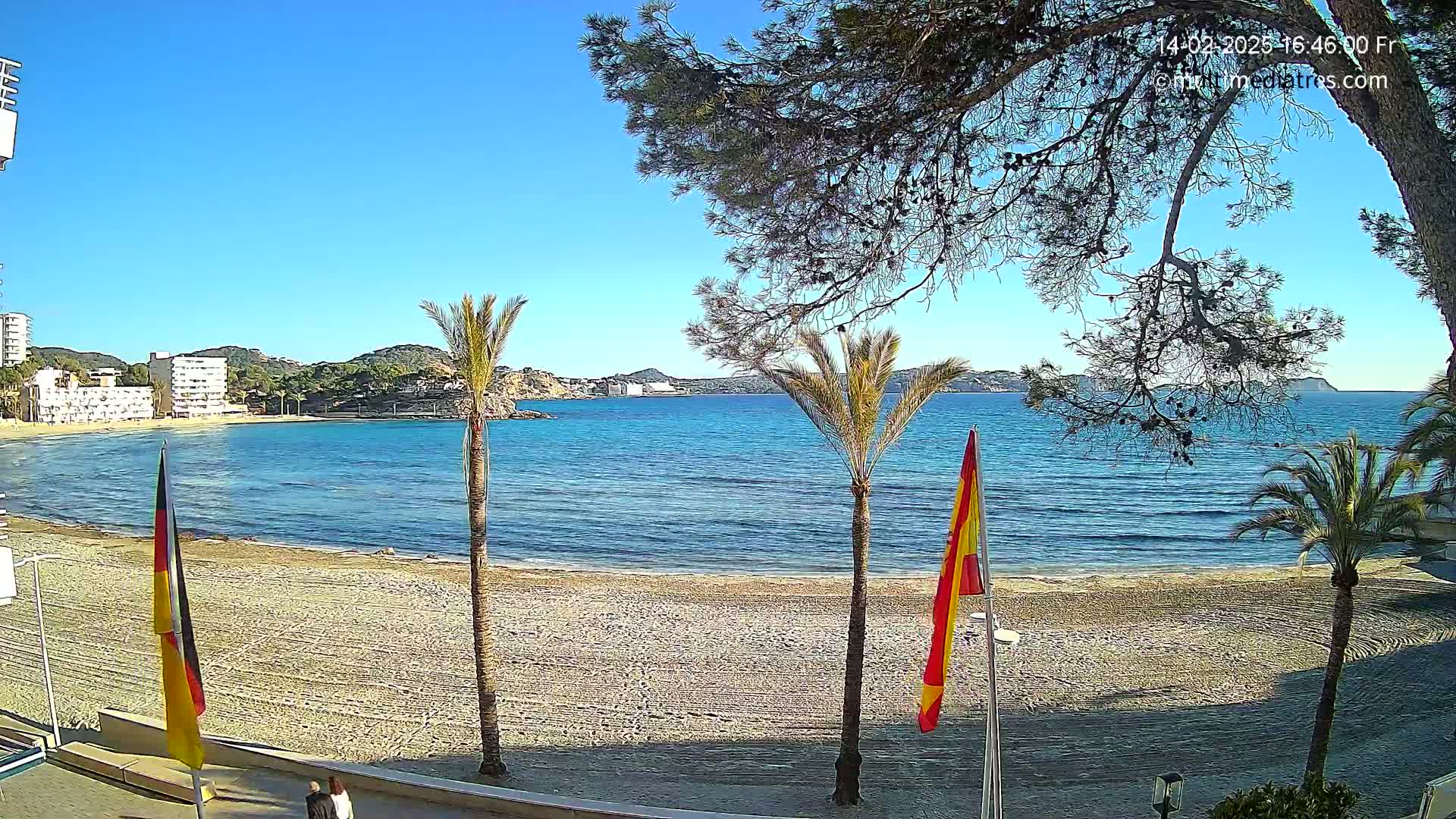 A sandy beach with calm blue water and palm trees, under a clear blue sky, is viewed from behind a pine tree.
