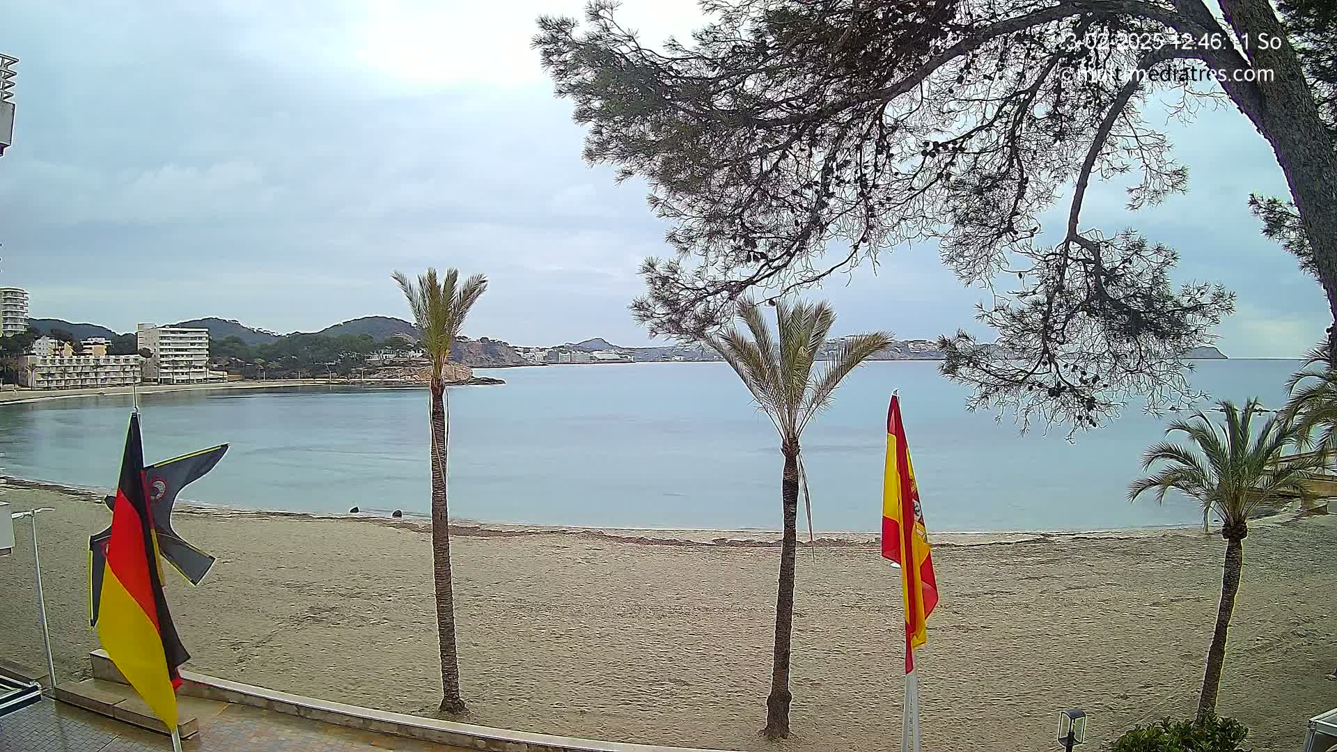 A sandy beach with calm, light blue water stretches out to hills under an overcast sky, framed by palm trees and a pine tree.