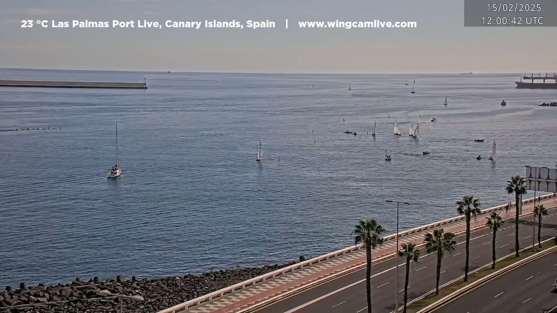 A calm, sunny day shows a harbor with numerous sailboats, a roadway lined with palm trees, and a breakwater in the distance.