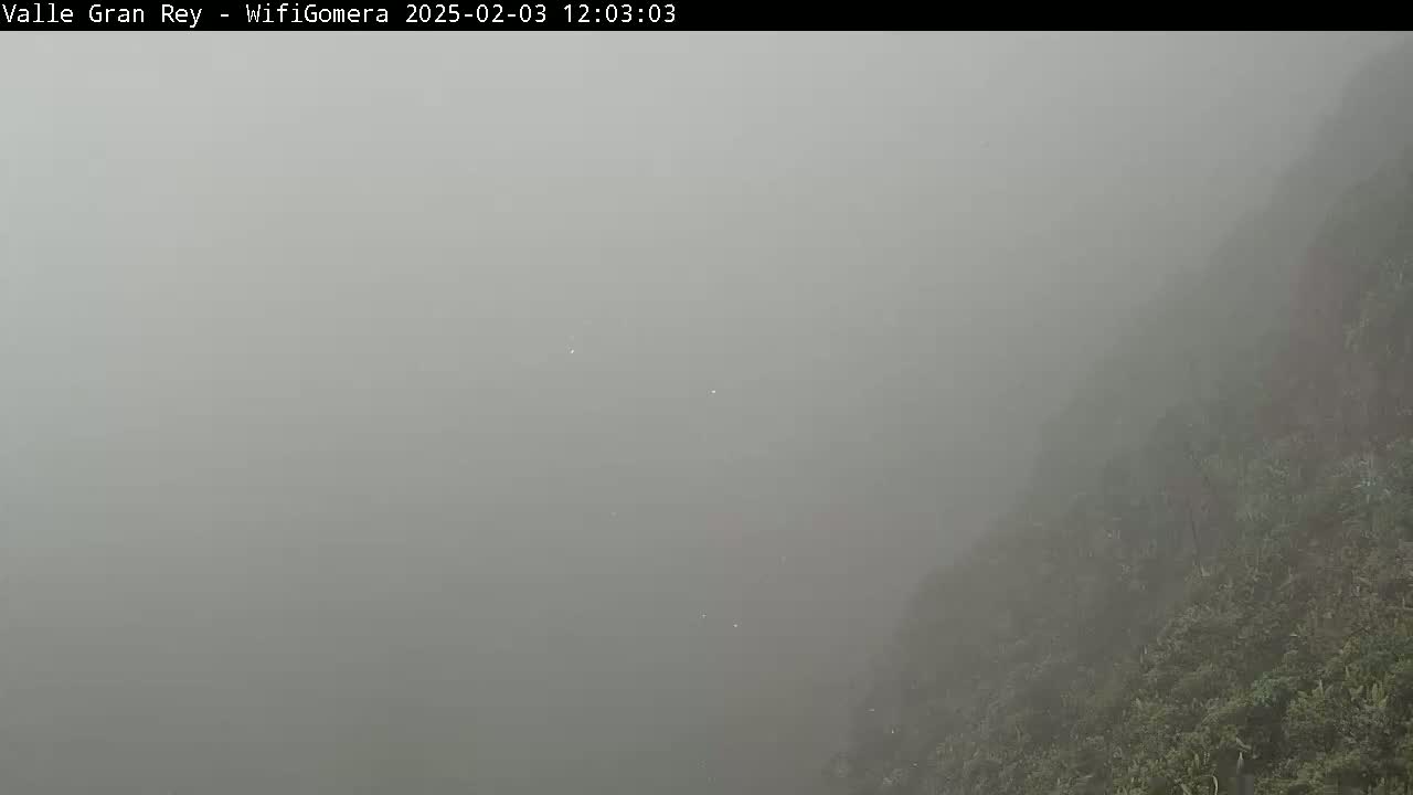 A thick fog obscures the view of a hillside covered in vegetation.