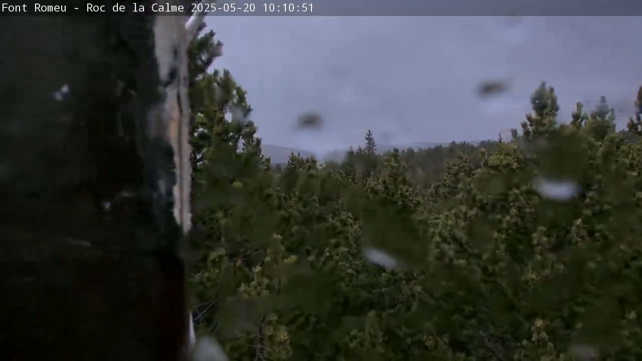 Rain falls on a dense forest of evergreen trees under a gray sky.