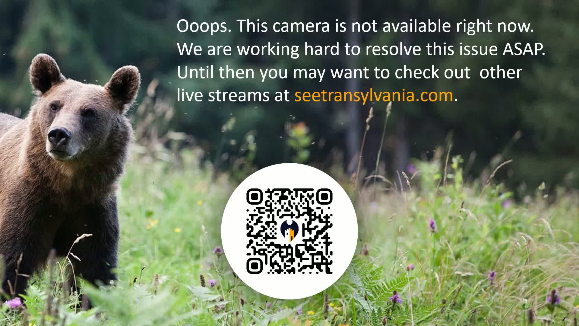 Bran, Dracula's Castle ( Castelul Bran) Live Cam - Bran, Braşov, Romania