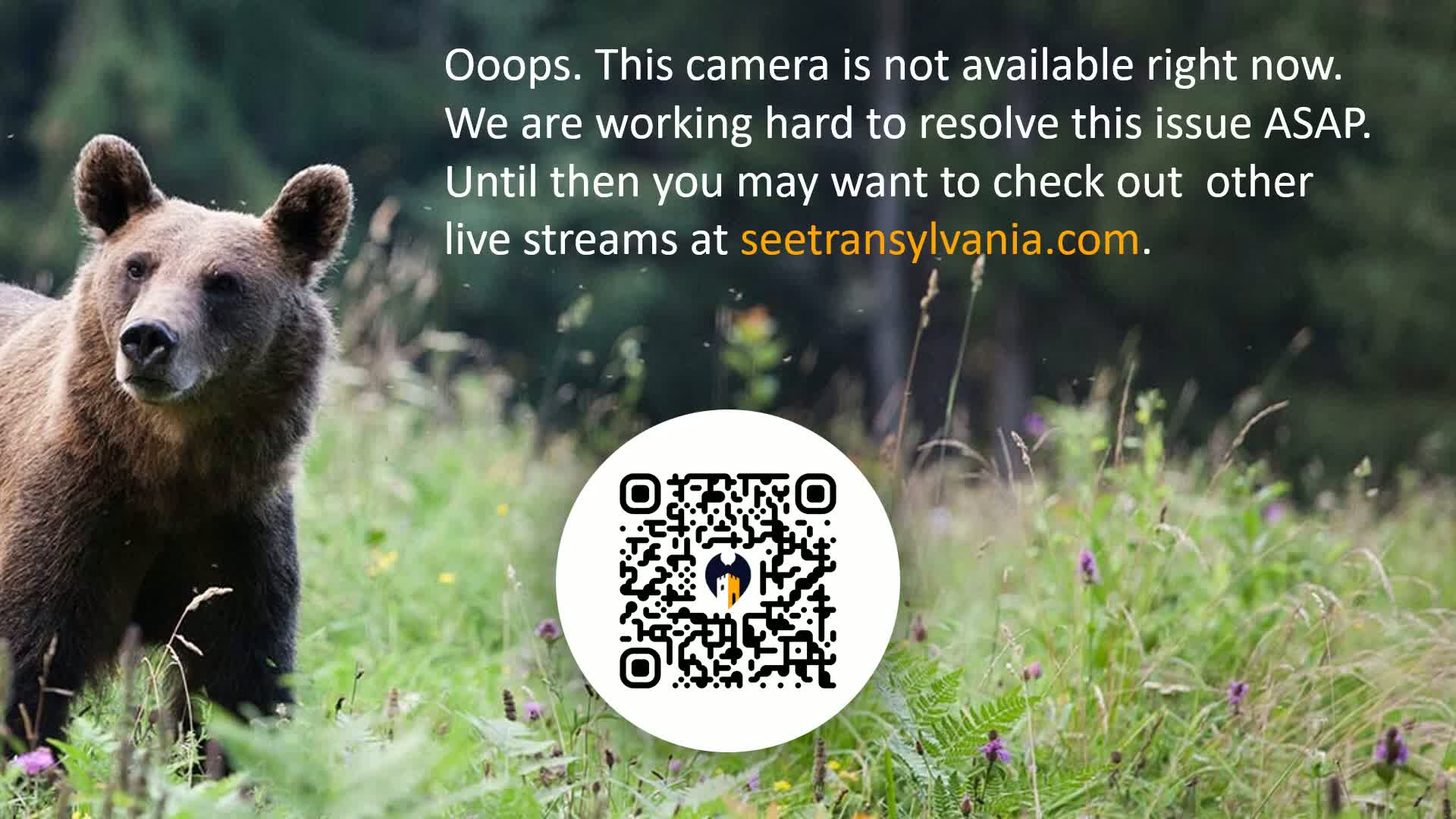 Bran, Dracula's Castle ( Castelul Bran) Live Cam - Bran, Braşov, Romania
