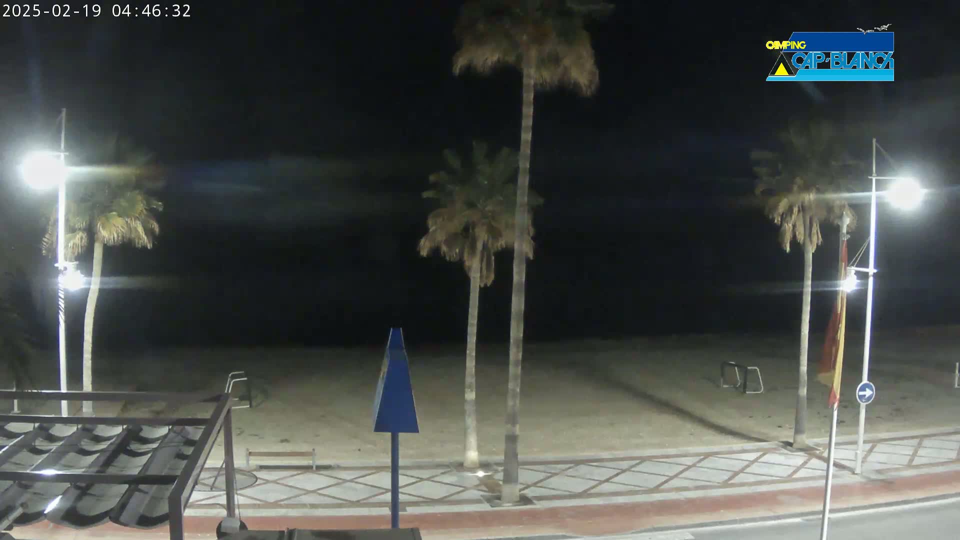 A nighttime view of a beach with palm trees, streetlights, and a paved walkway.