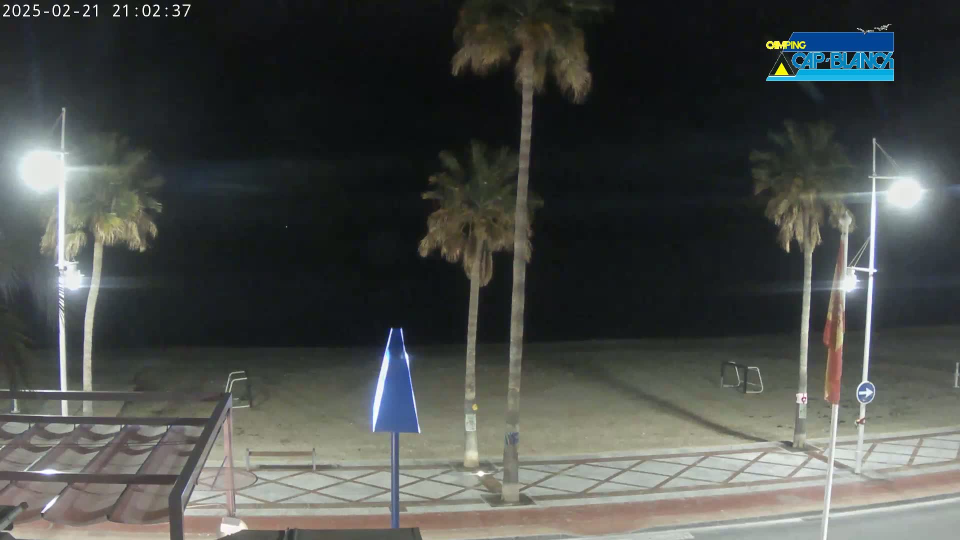 A nighttime view of a beach with palm trees, streetlights, and a paved walkway under a clear, dark sky.