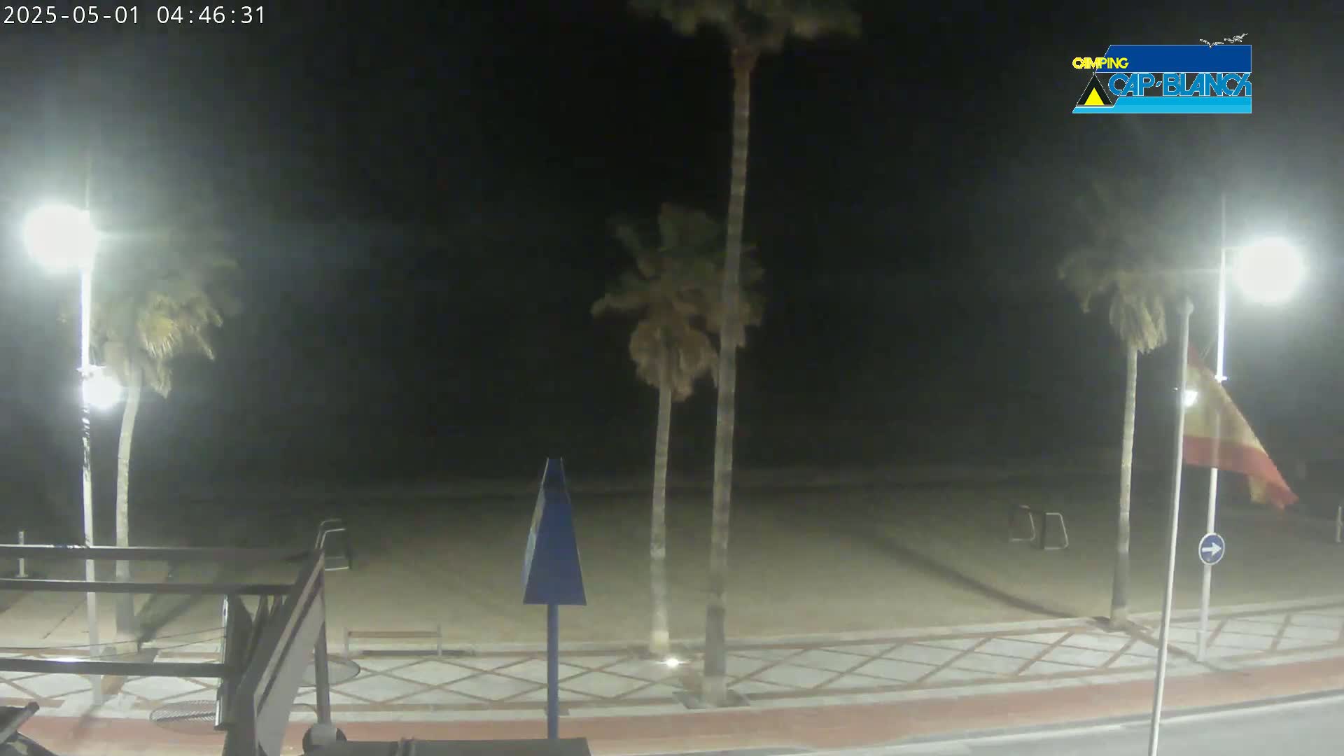 At night, palm trees sway gently near a beach, illuminated by streetlights under a dark, clear sky.