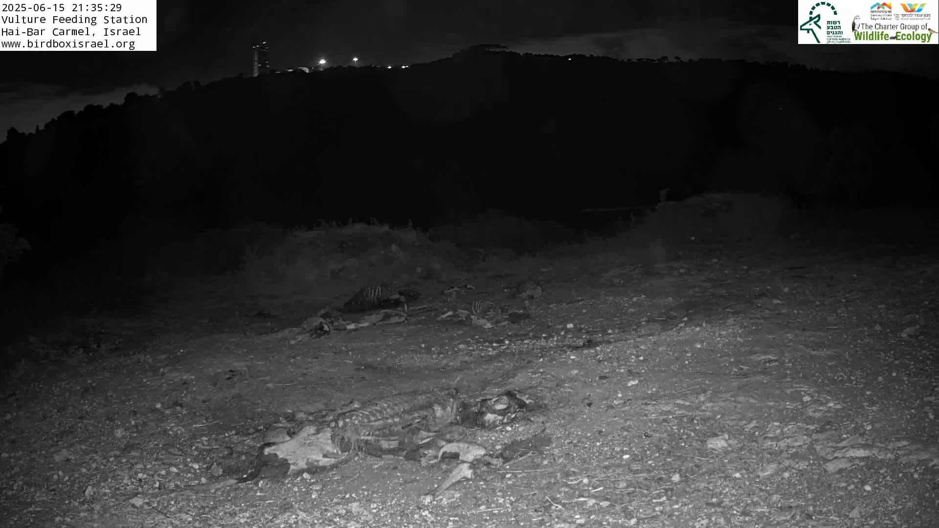 Hai-Bar Nature Reserve / Mount Carmel National Park Vulture Feeding & Skycraper Eshkol University of Haifa  Live Cam - Denya, Haifa, Israel