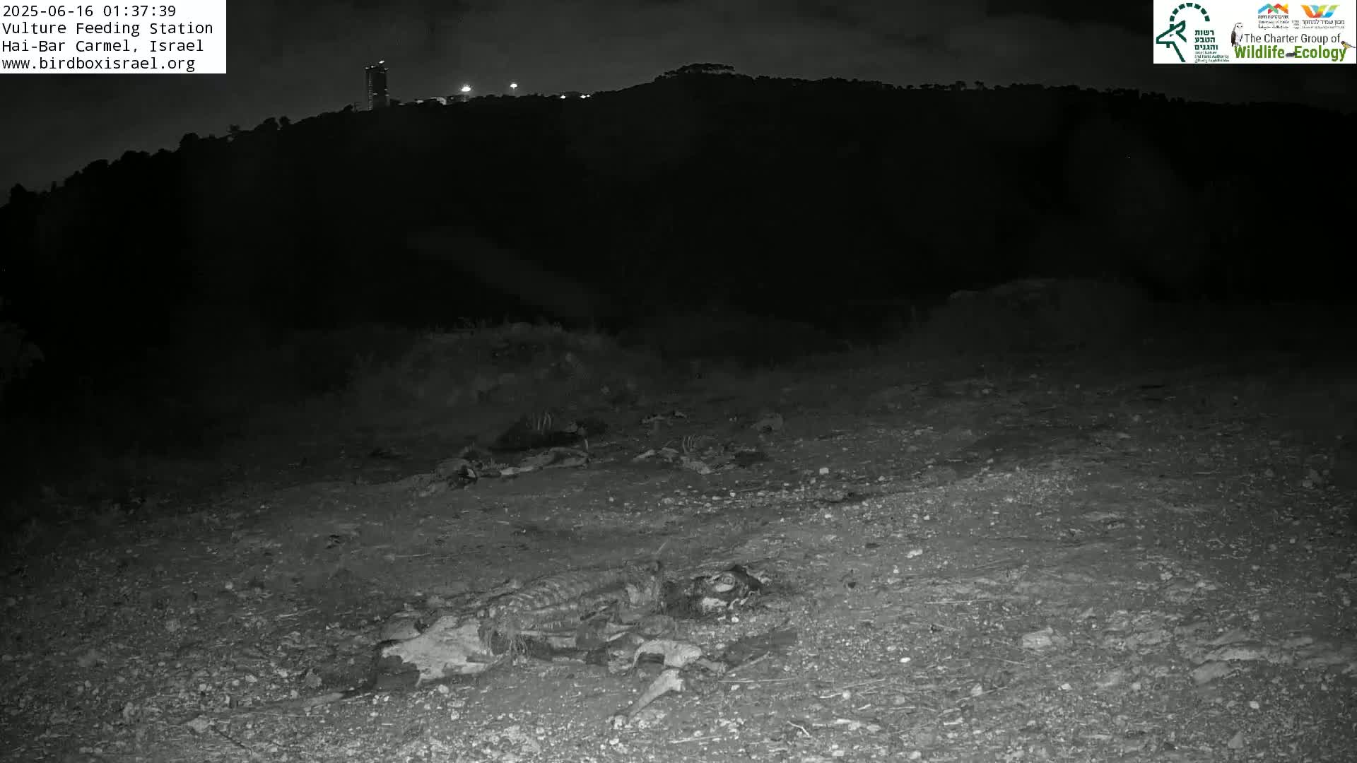 Hai-Bar Nature Reserve / Mount Carmel National Park Vulture Feeding & Skycraper Eshkol University of Haifa  Live Cam - Denya, Haifa, Israel