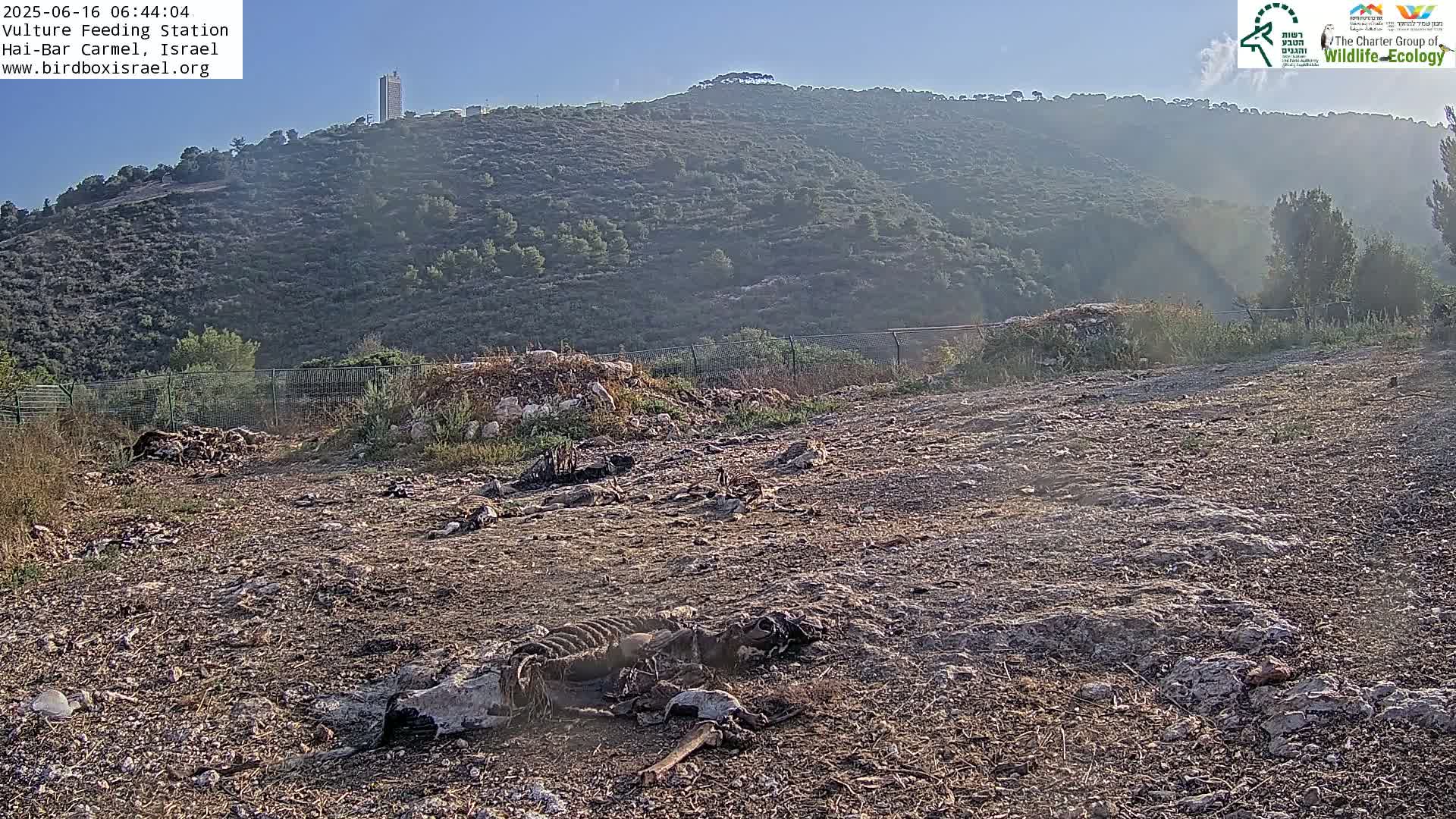 Hai-Bar Nature Reserve / Mount Carmel National Park Vulture Feeding & Skycraper Eshkol University of Haifa  Live Cam - Denya, Haifa, Israel