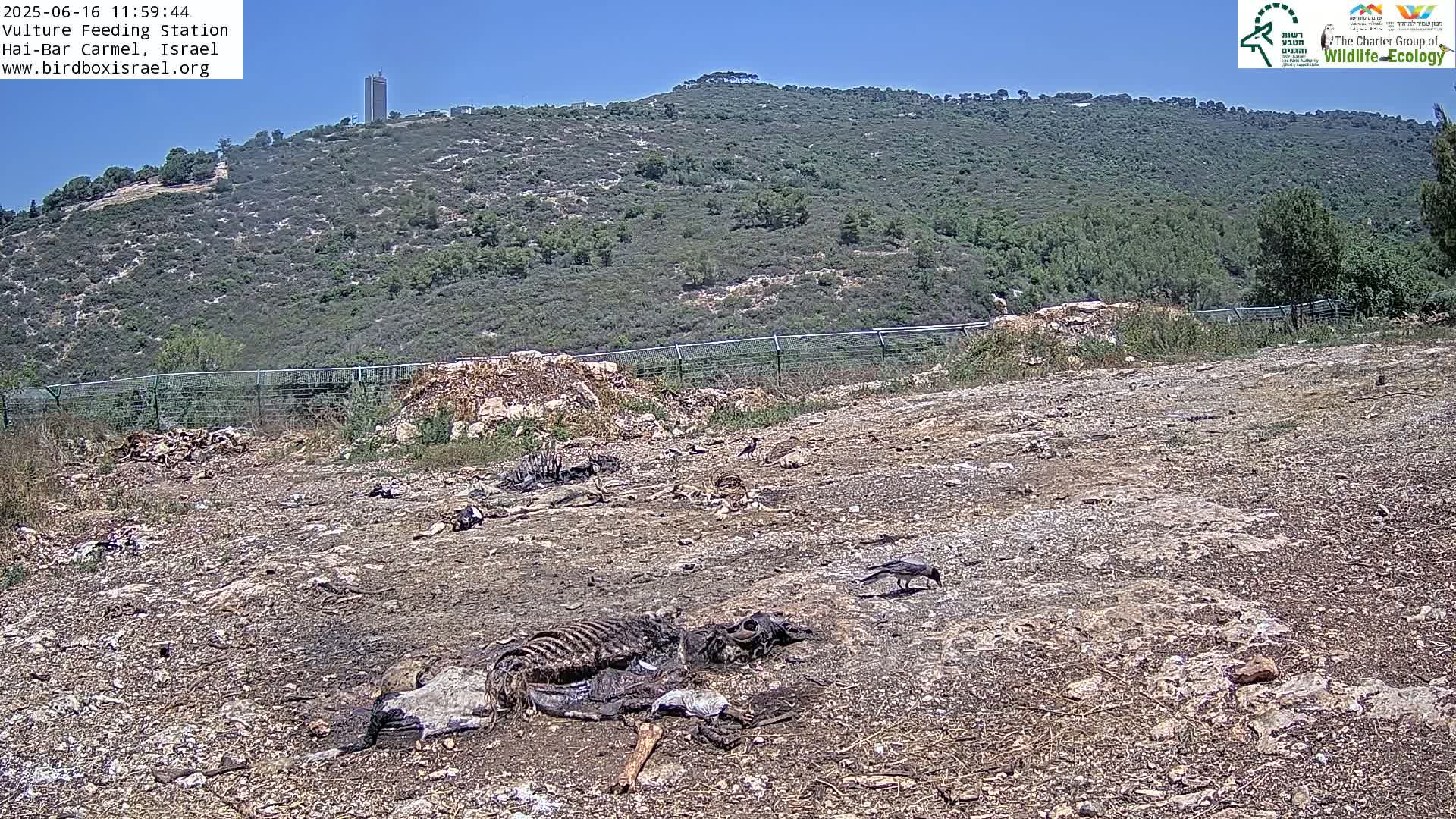 A dry, rocky ground littered with animal carcasses and a few birds, set against a background of a green hill under a clear blue sky.
