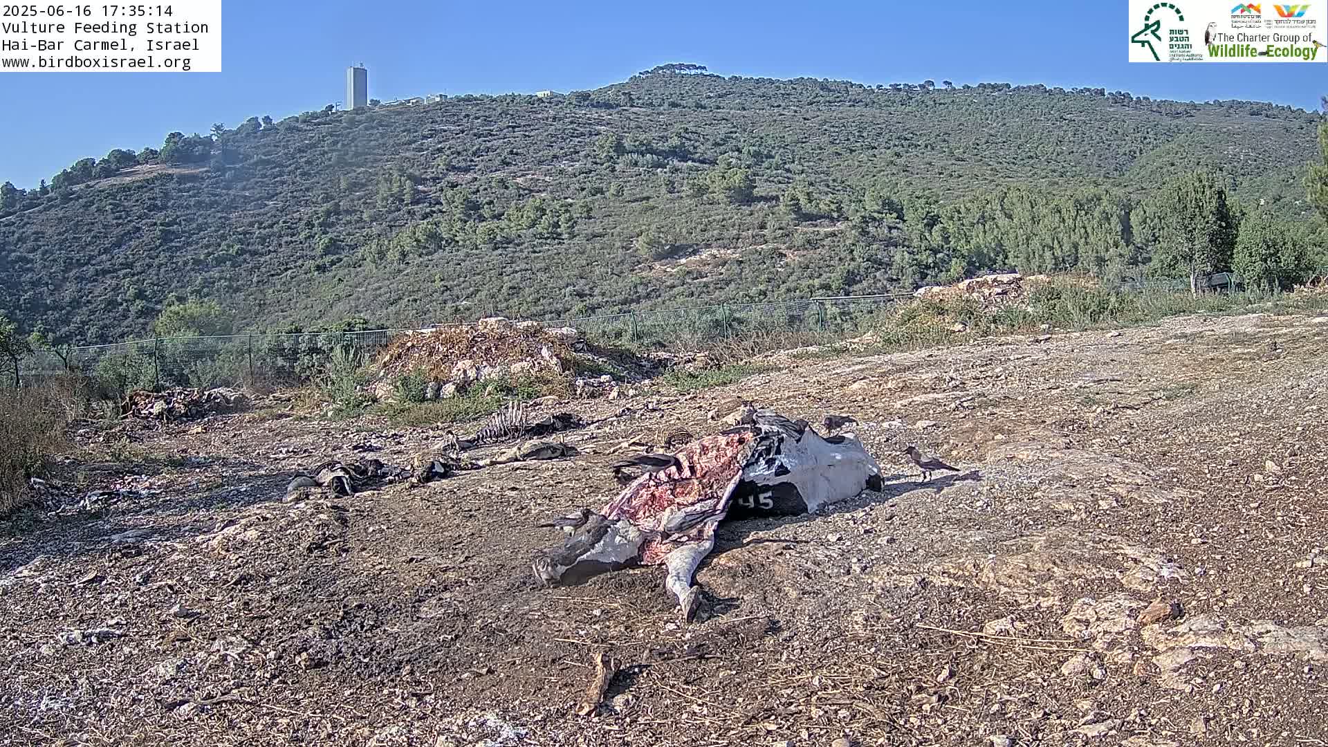 A partially eaten carcass of a large animal lies on dry, barren ground near a chain-link fence, with several birds nearby, against a backdrop of a clear, sunny day and a distant hillside.