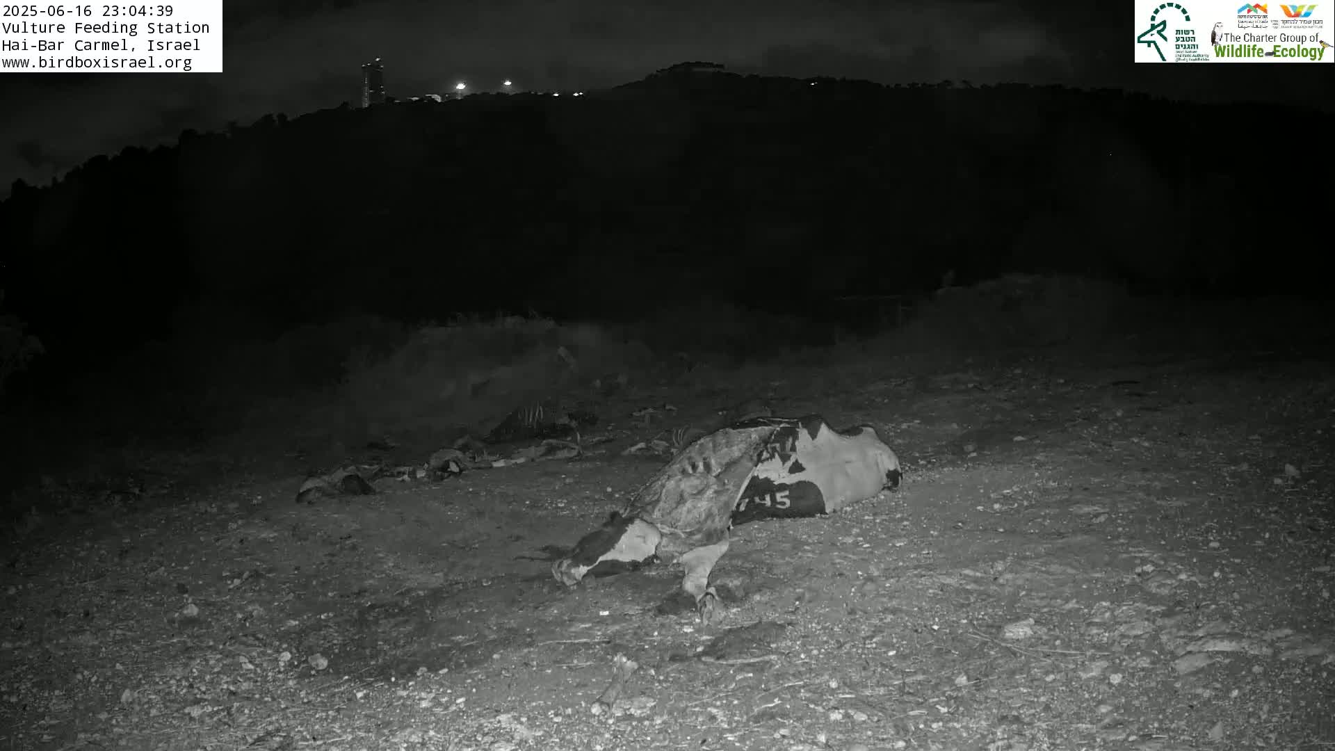 Hai-Bar Nature Reserve / Mount Carmel National Park Vulture Feeding & Skycraper Eshkol University of Haifa  Live Cam - Denya, Haifa, Israel