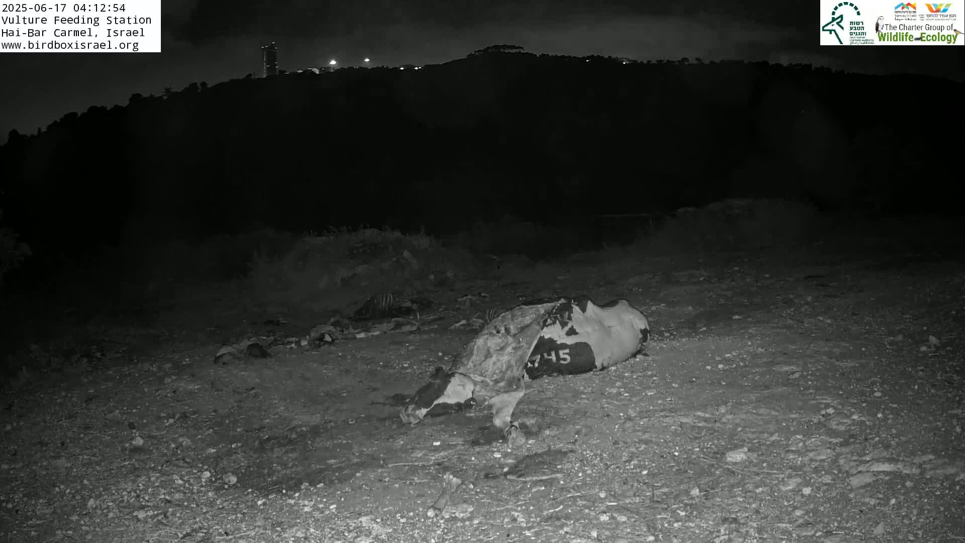 Hai-Bar Nature Reserve / Mount Carmel National Park Vulture Feeding & Skycraper Eshkol University of Haifa  Live Cam - Denya, Haifa, Israel
