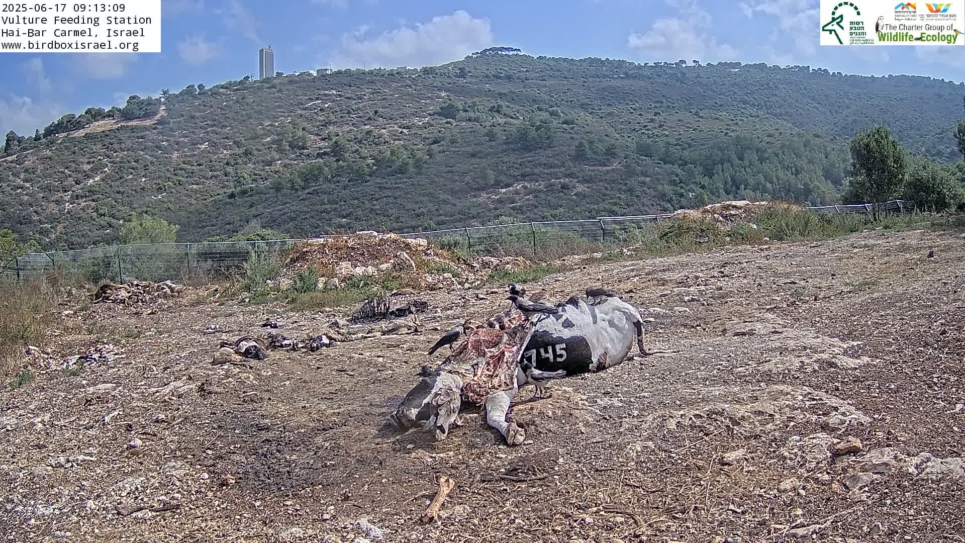 Hai-Bar Nature Reserve / Mount Carmel National Park Vulture Feeding & Skycraper Eshkol University of Haifa  Live Cam - Denya, Haifa, Israel