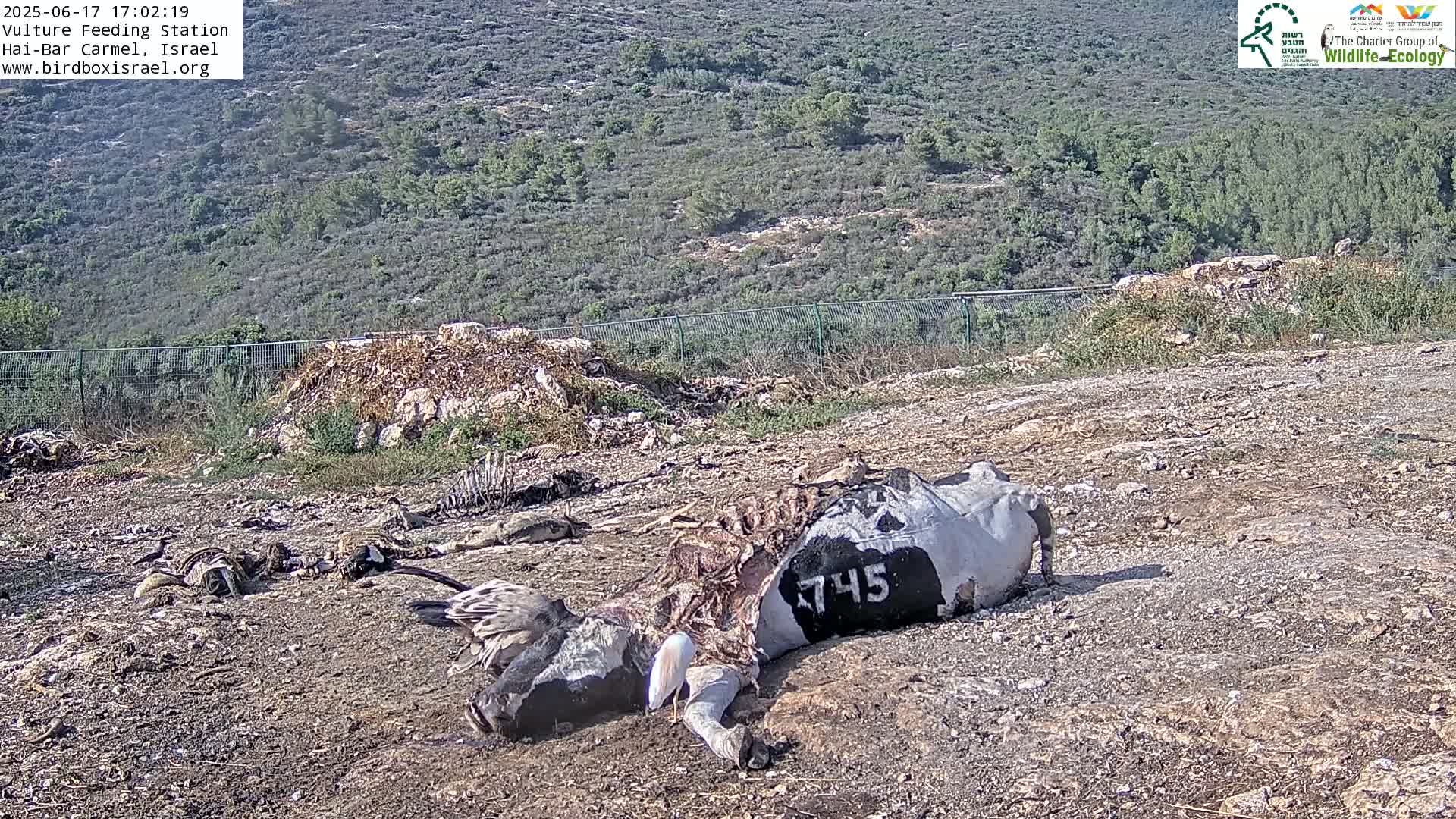 A decaying cow carcass lies on the ground near other animal remains, in a dry, sunny area with a hillside in the background.