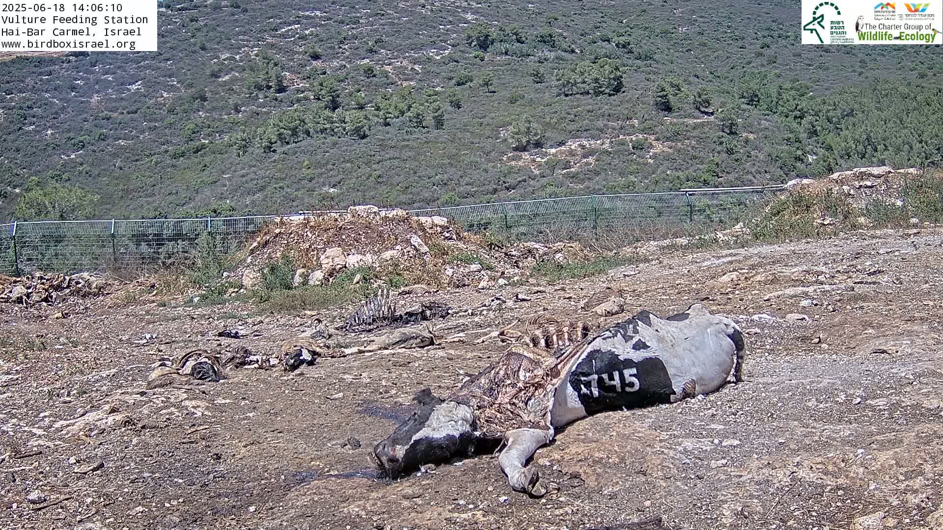 Hai-Bar Nature Reserve / Mount Carmel National Park Vulture Feeding & Skycraper Eshkol University of Haifa  Live Cam - Denya, Haifa, Israel