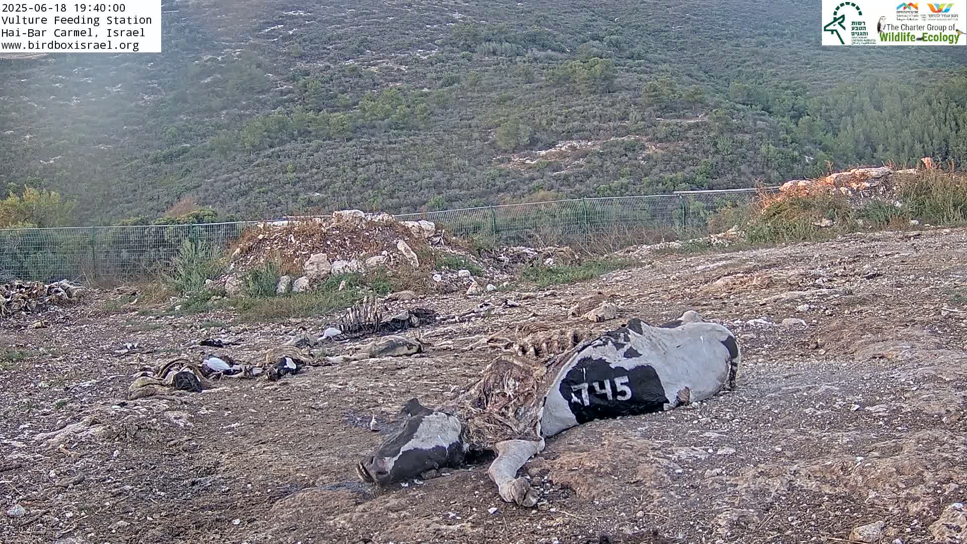 A decomposing cow carcass lies on the ground amidst other animal remains, near a fence, with a hilly, scrub-covered landscape in the background.