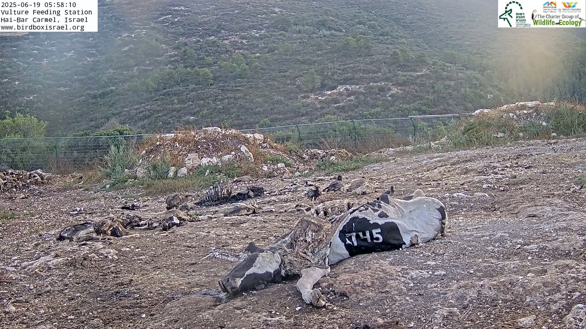 Hai-Bar Nature Reserve / Mount Carmel National Park Vulture Feeding & Skycraper Eshkol University of Haifa  Live Cam - Denya, Haifa, Israel